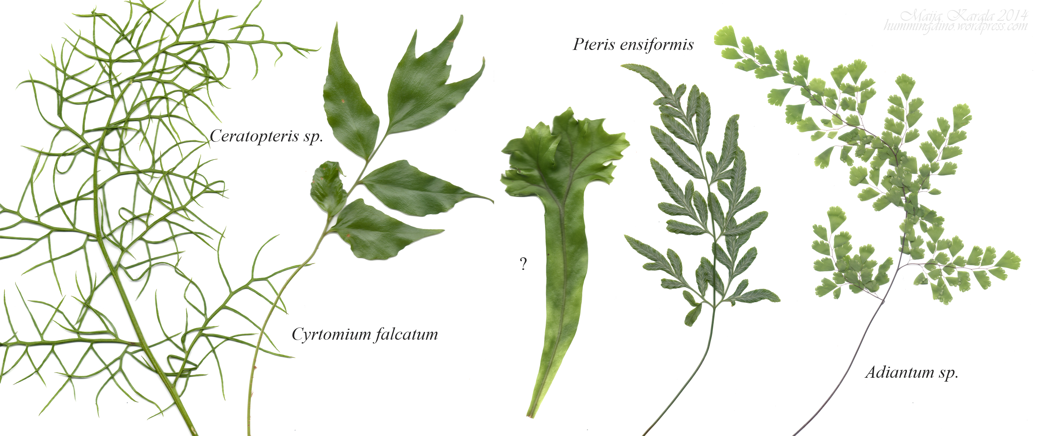 Not All Ferns Look Like Ferns (botany for paleoartists part I ...