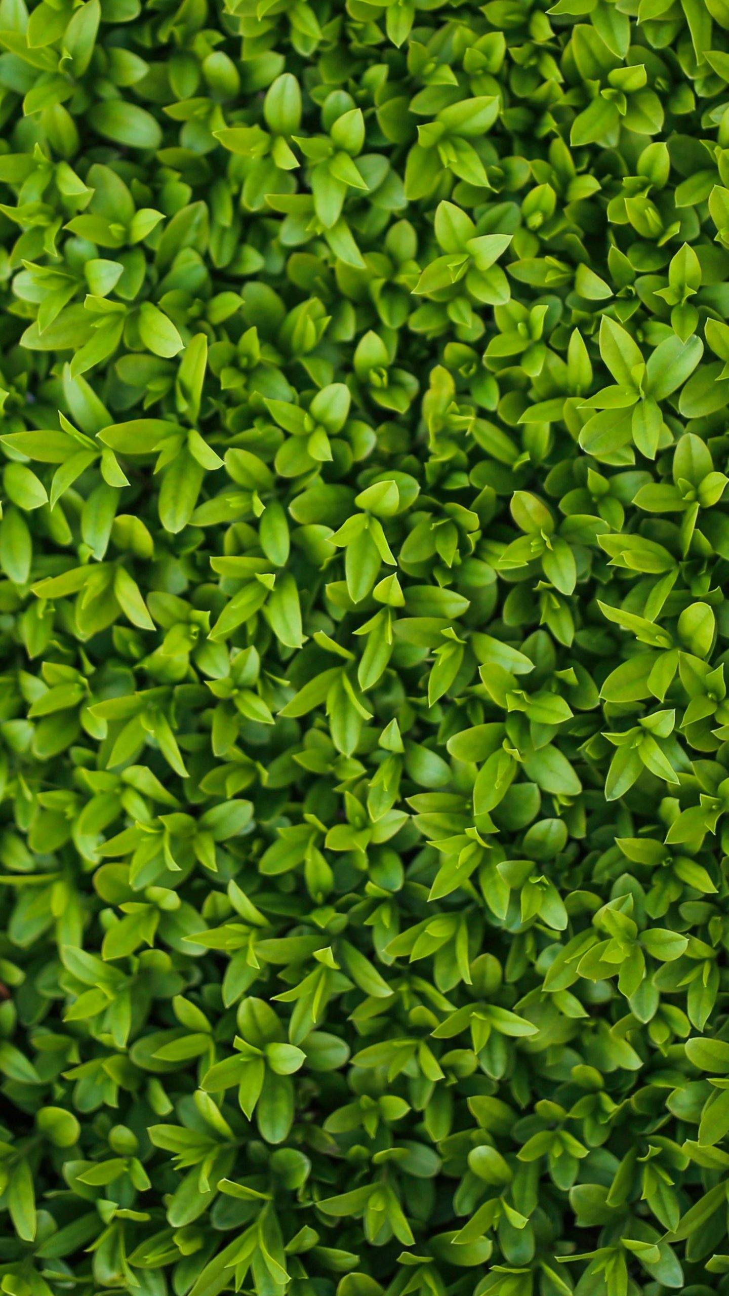 Tiny Leaves Texture Wallpaper - Mobile & Desktop Background