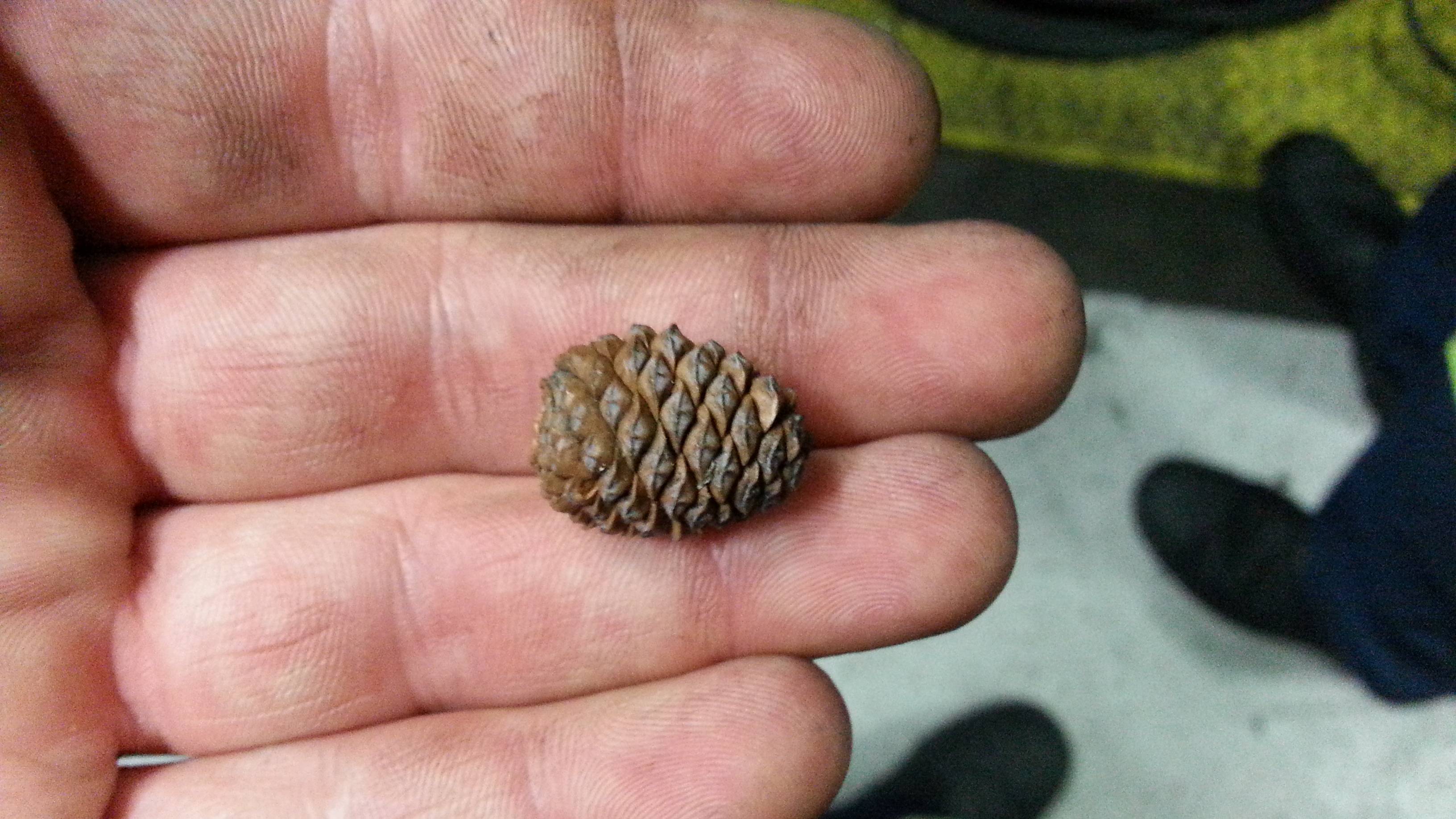 Found a super tiny pinecone : mildlyinteresting