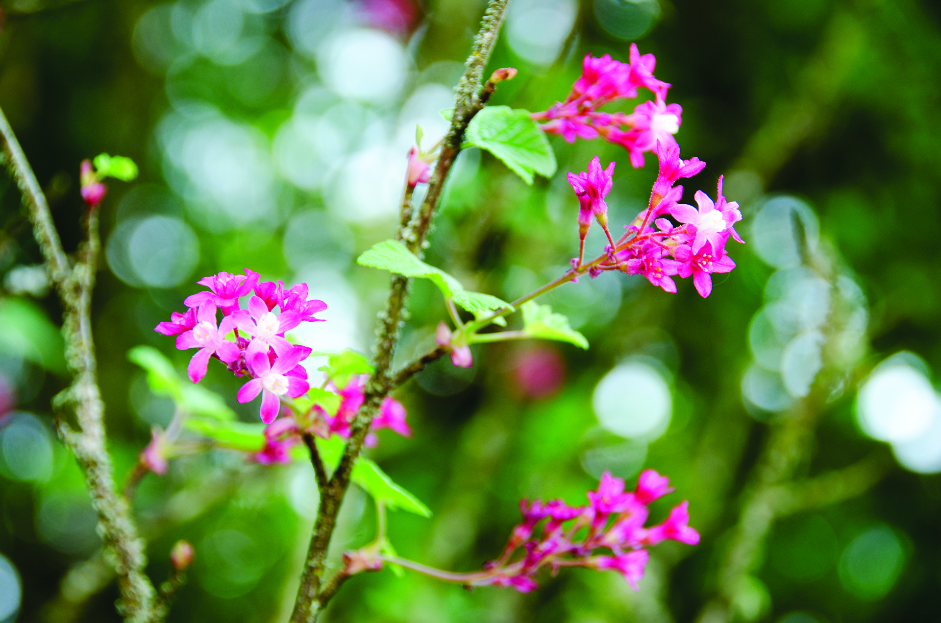Tiny pink flowers · OHSU Digital Commons
