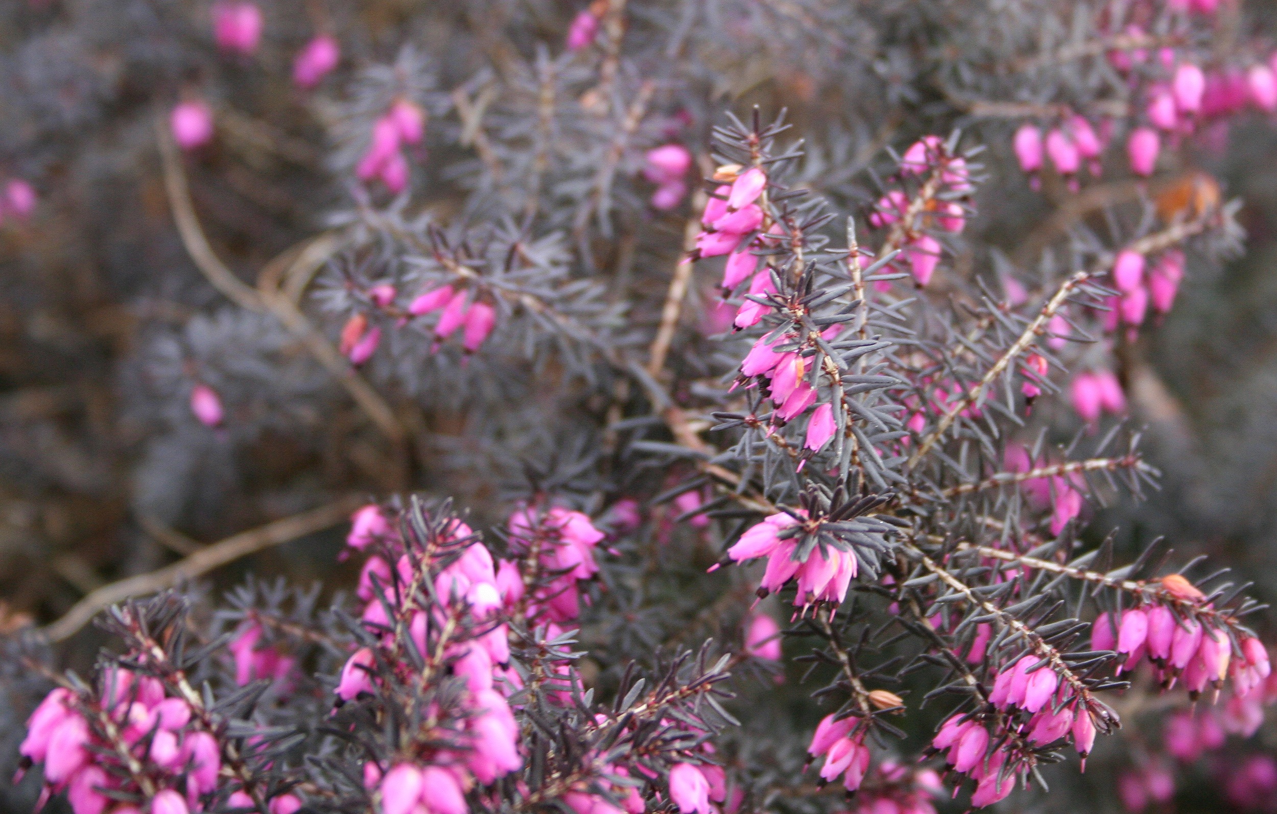Bush with tiny pink flowers free image