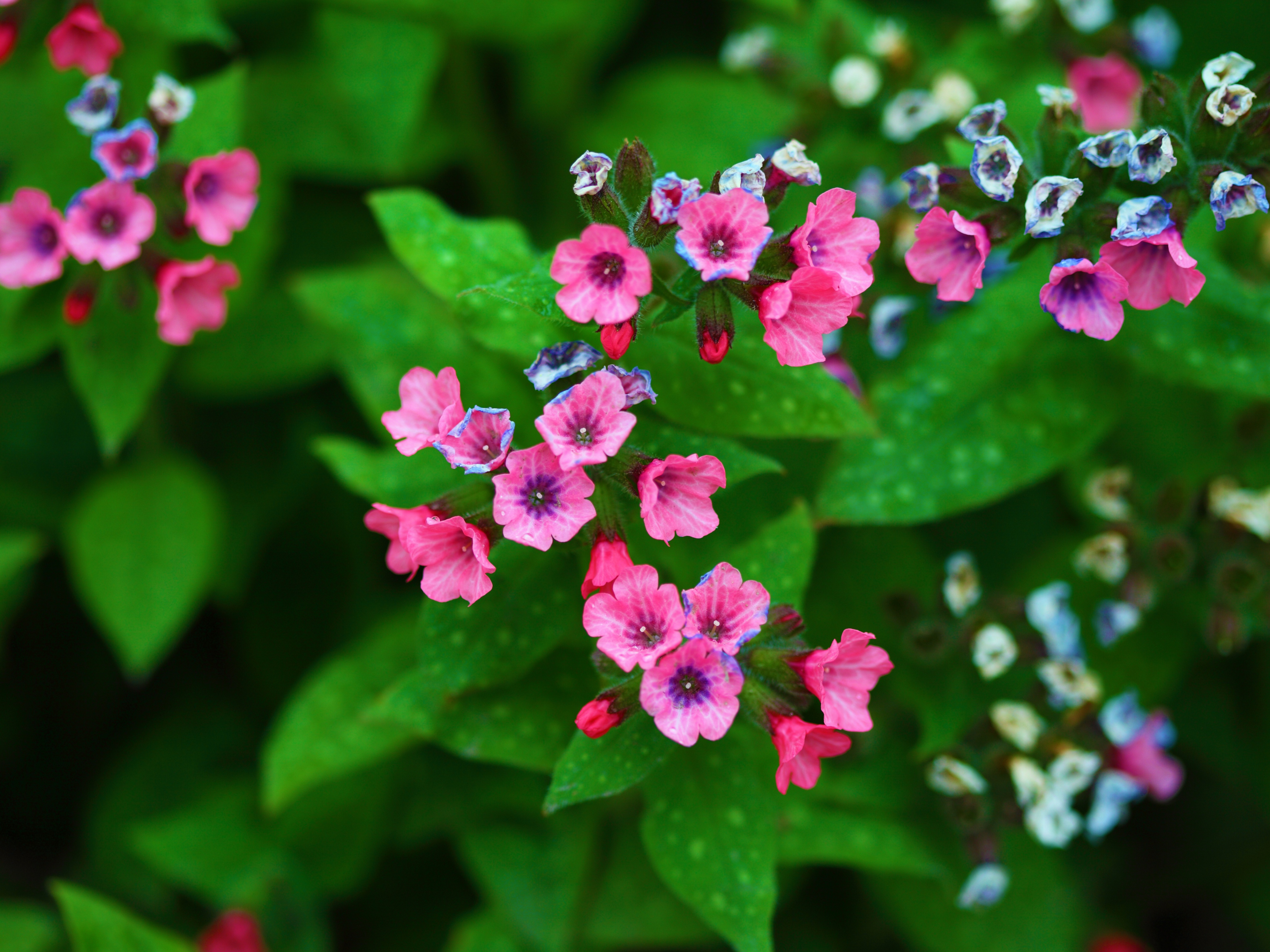 Tiny Pink and Blue Flowers 4k Ultra HD Wallpaper and Background ...