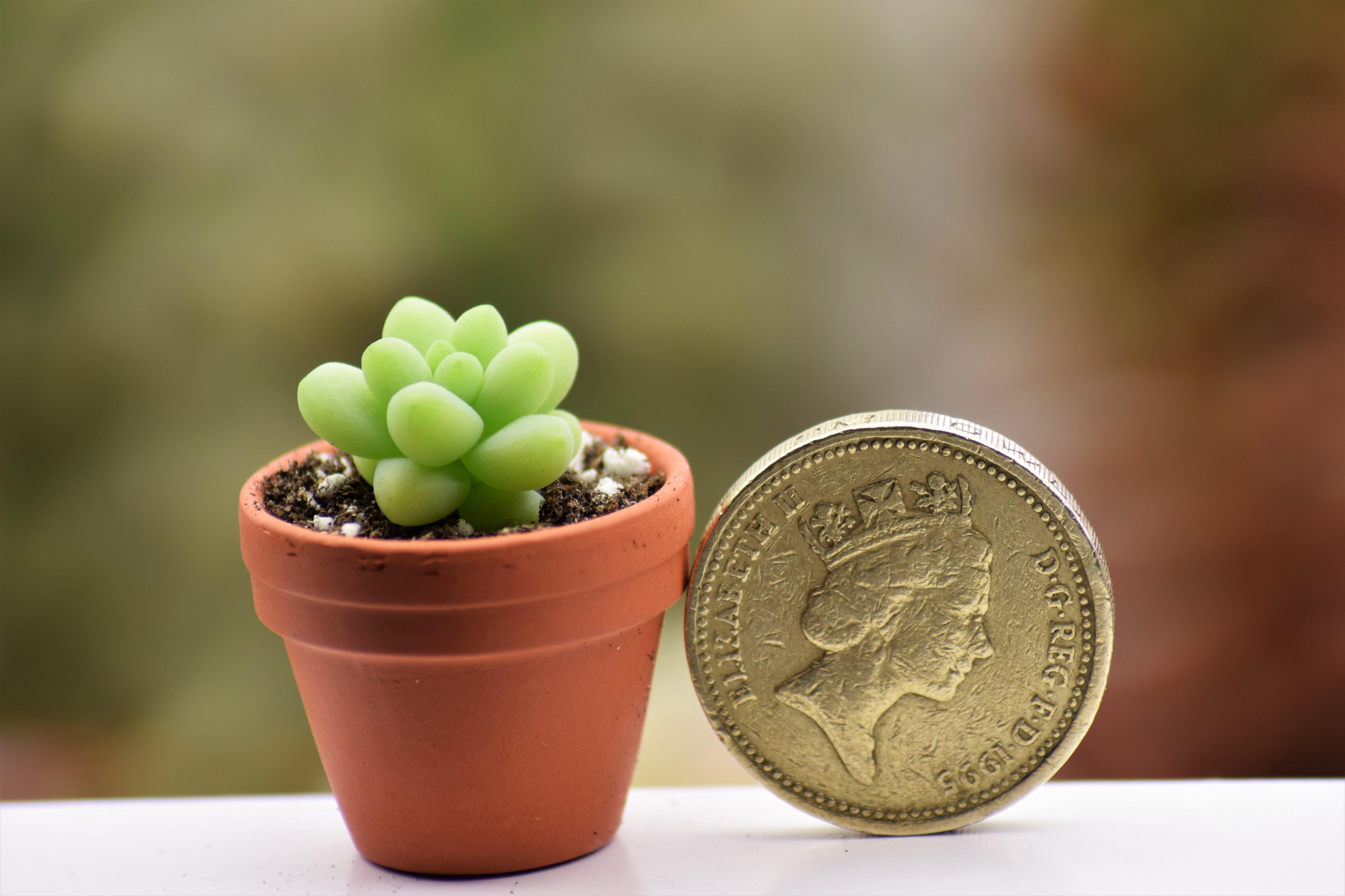 Because every tiny plant deserves a tiny terracotta pot! : succulents
