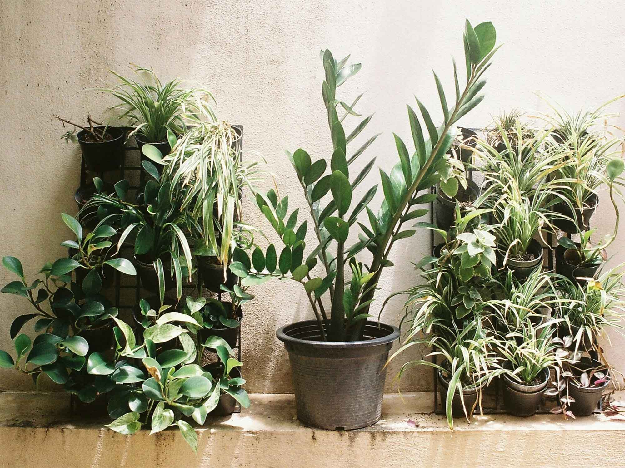 5 of The Coolest Tiny Plants for Tiny Spaces - realestate.com.au
