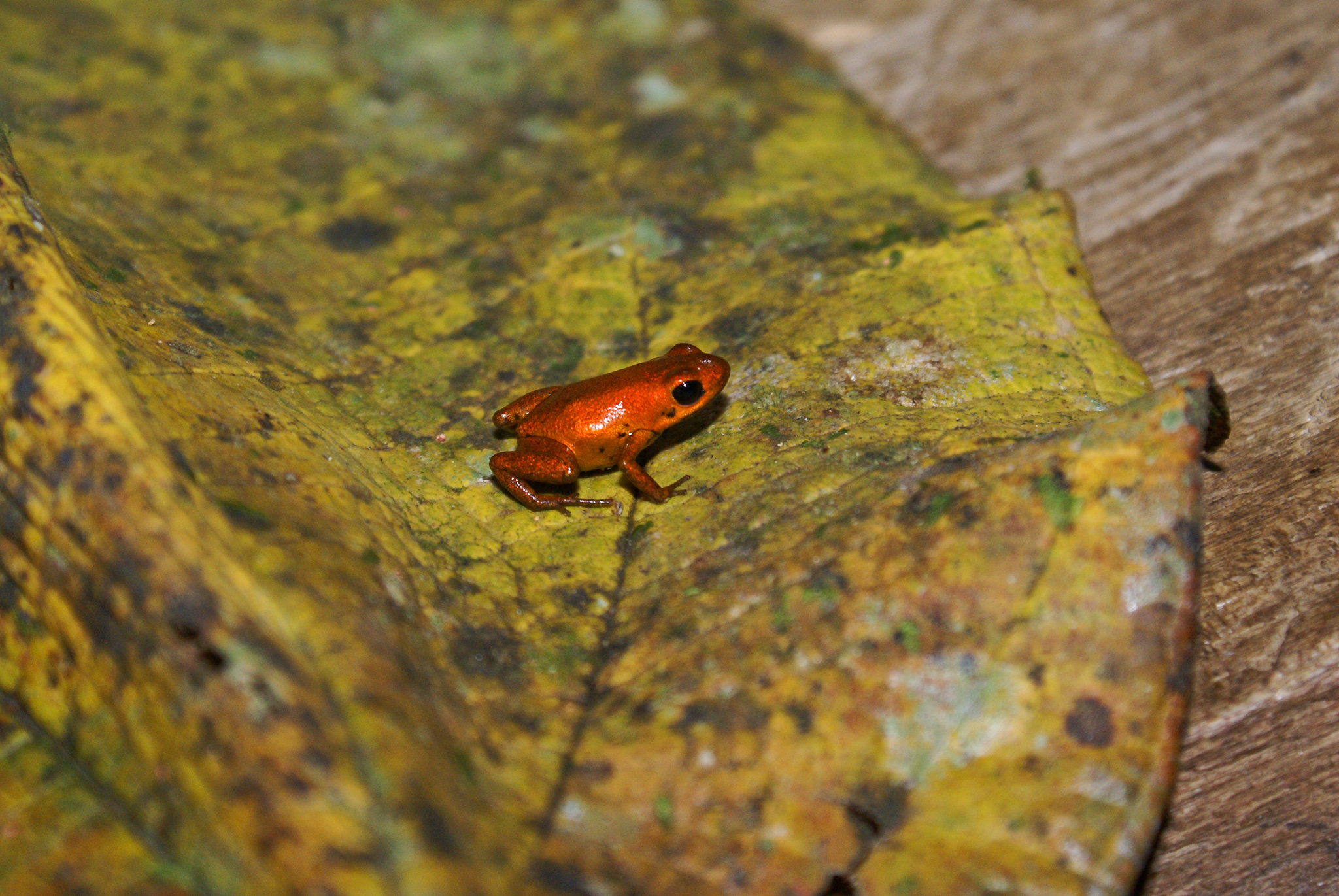 Mysterious New Poison Dart Frog Found; Is Size of Fingernail ...