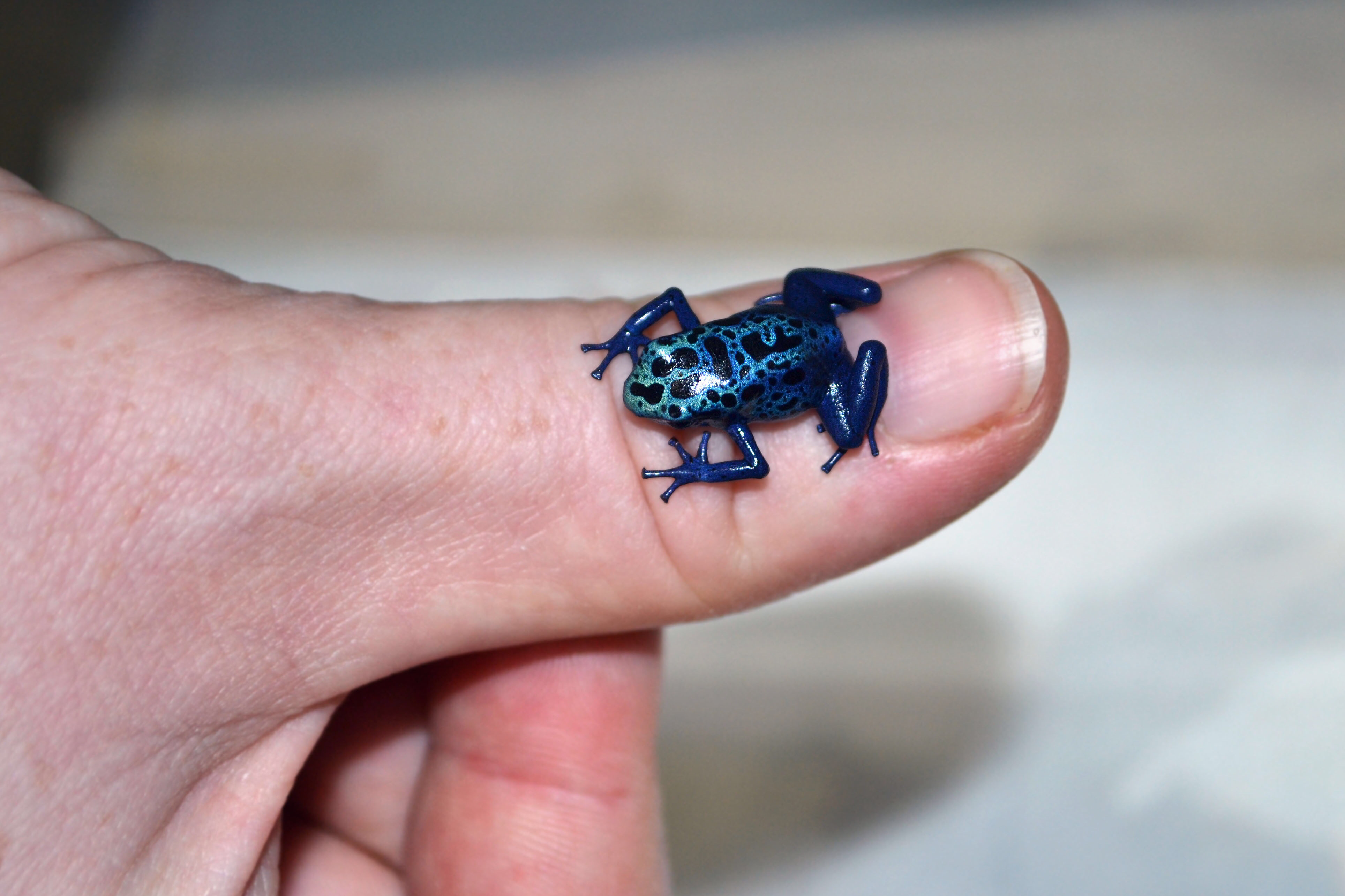 Tiny blue poison dart frog. An excellent idea for a mini-tattoo ...
