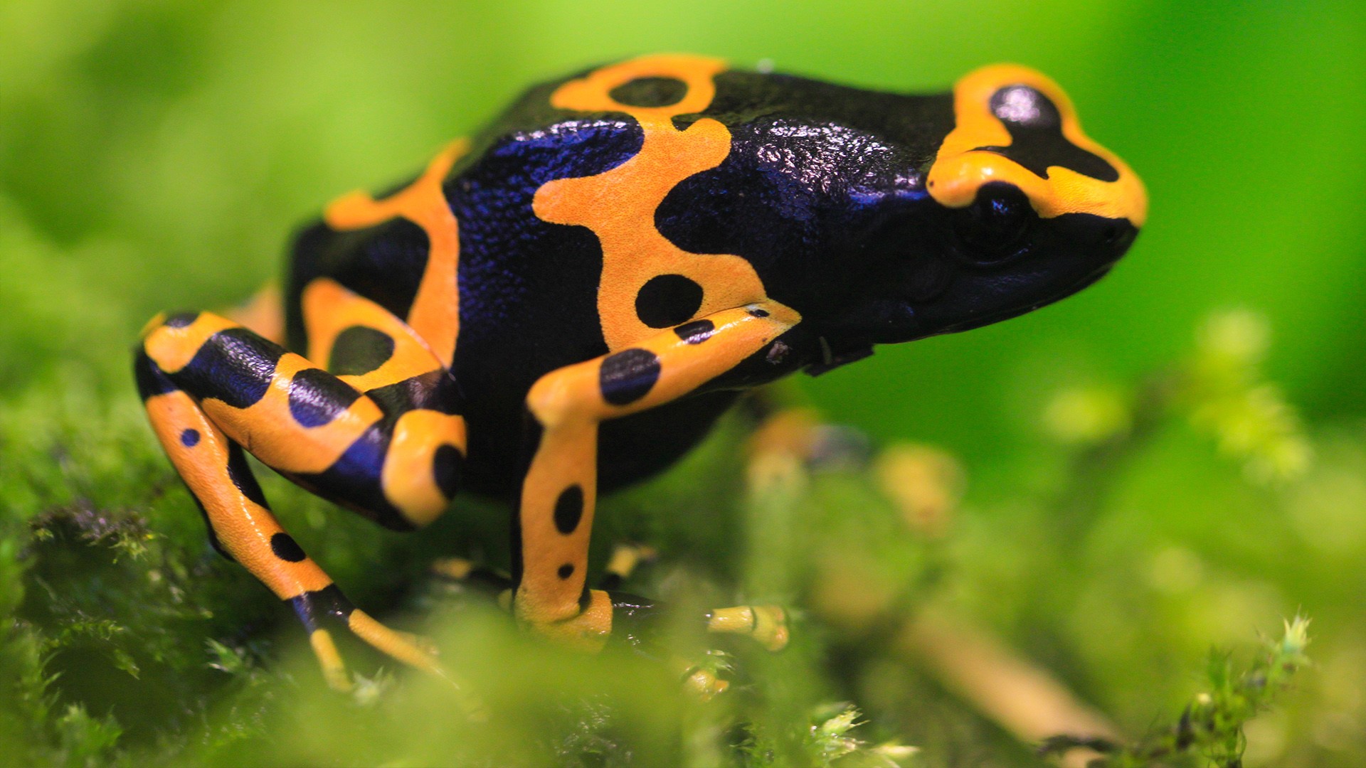 Tiny Toad Black & Yellow, Bumblebee poison dart frog | Windows 10 ...