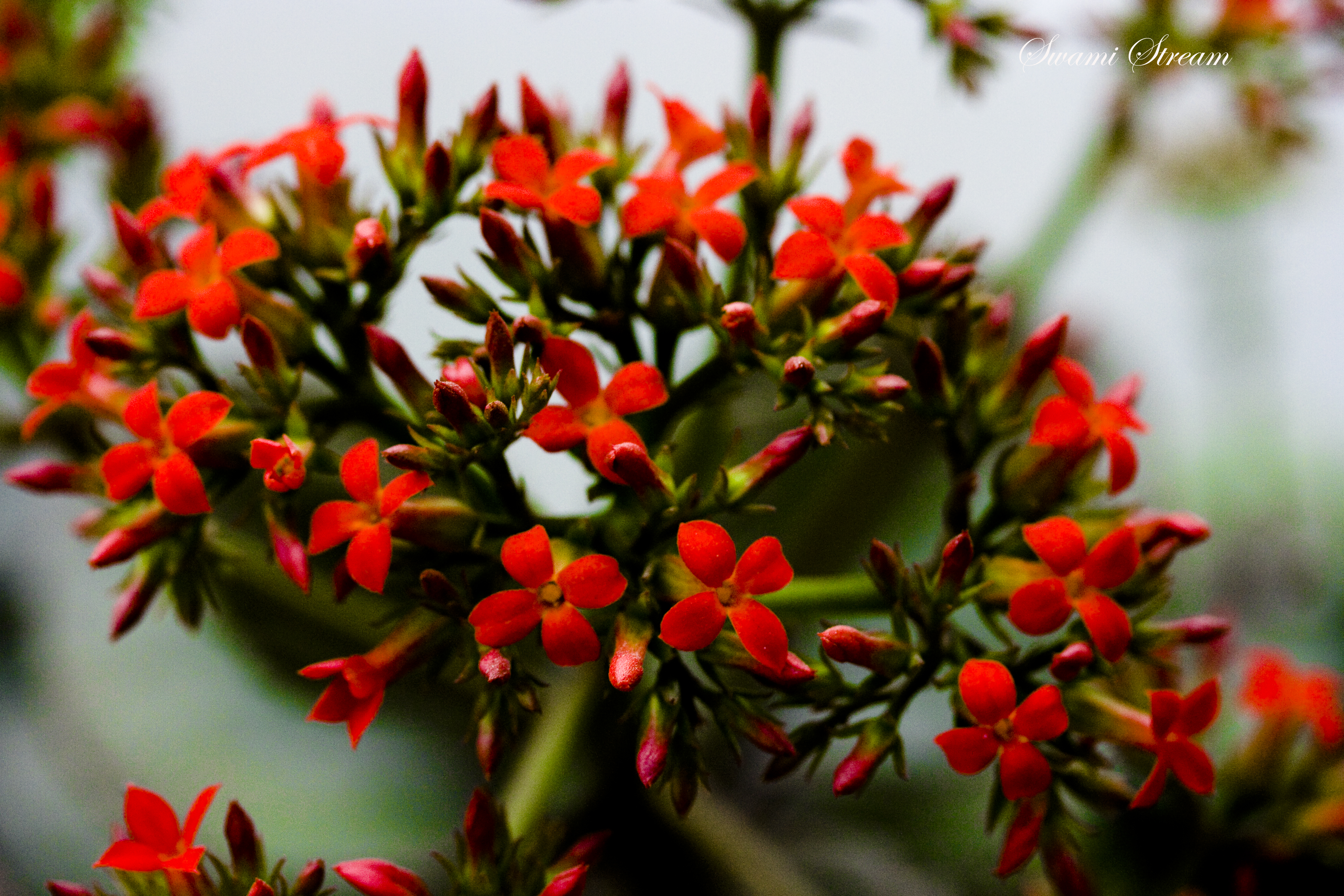 File:Red tiny Flowers at home - Flickr - Swami Stream.jpg ...