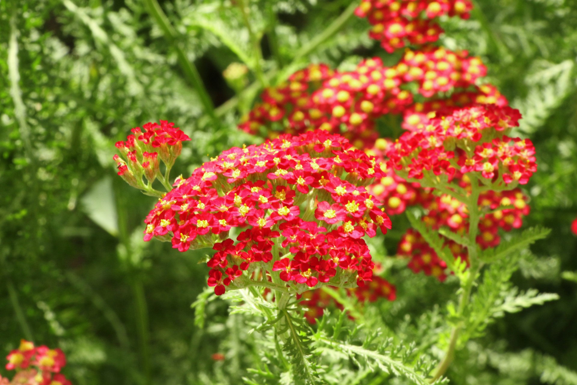Tiny Red Flowers Free Stock Photo - Public Domain Pictures