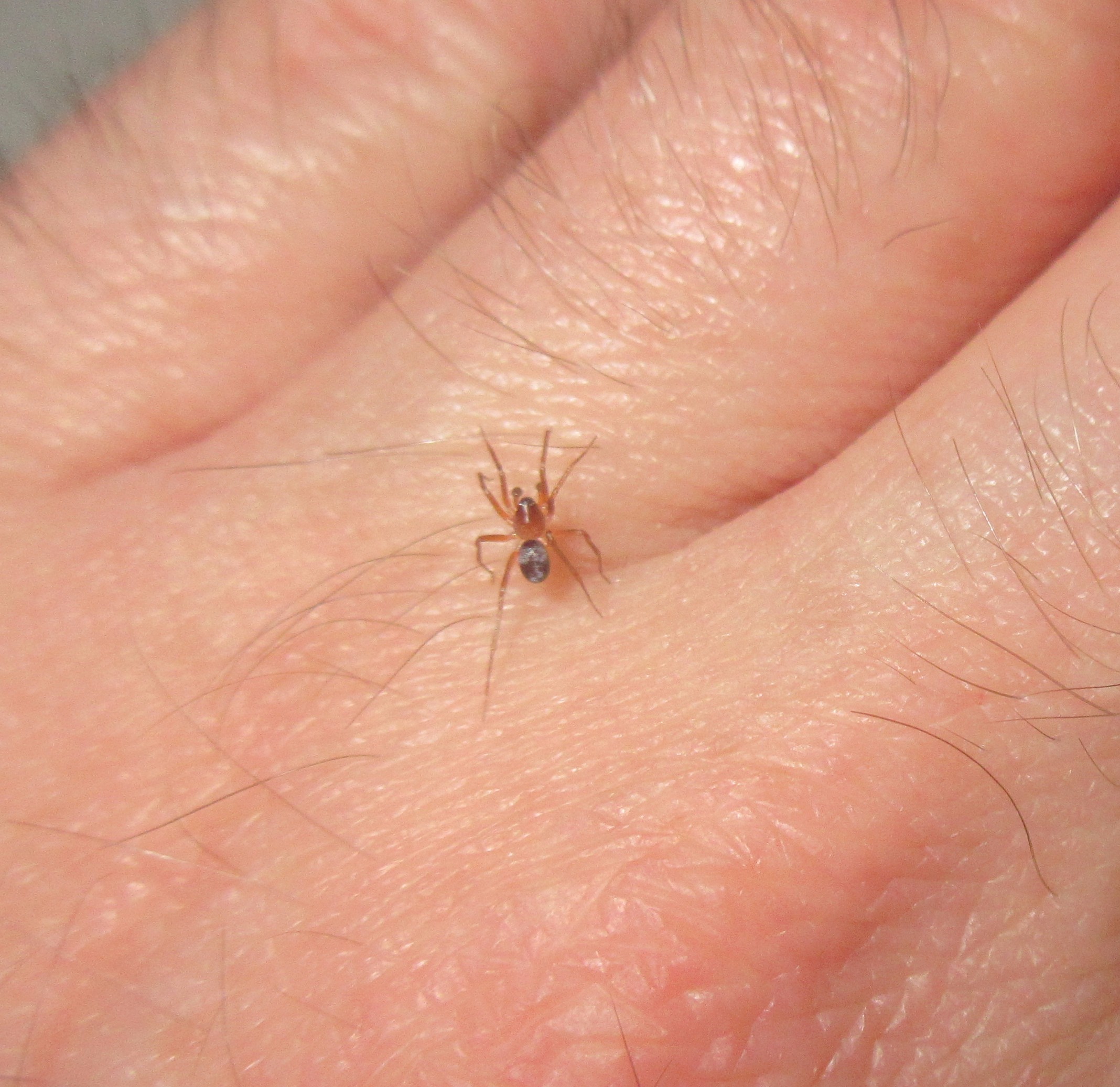 Can someone ID this adorable tiny spider? (Beaverton, Oregon) : spiders