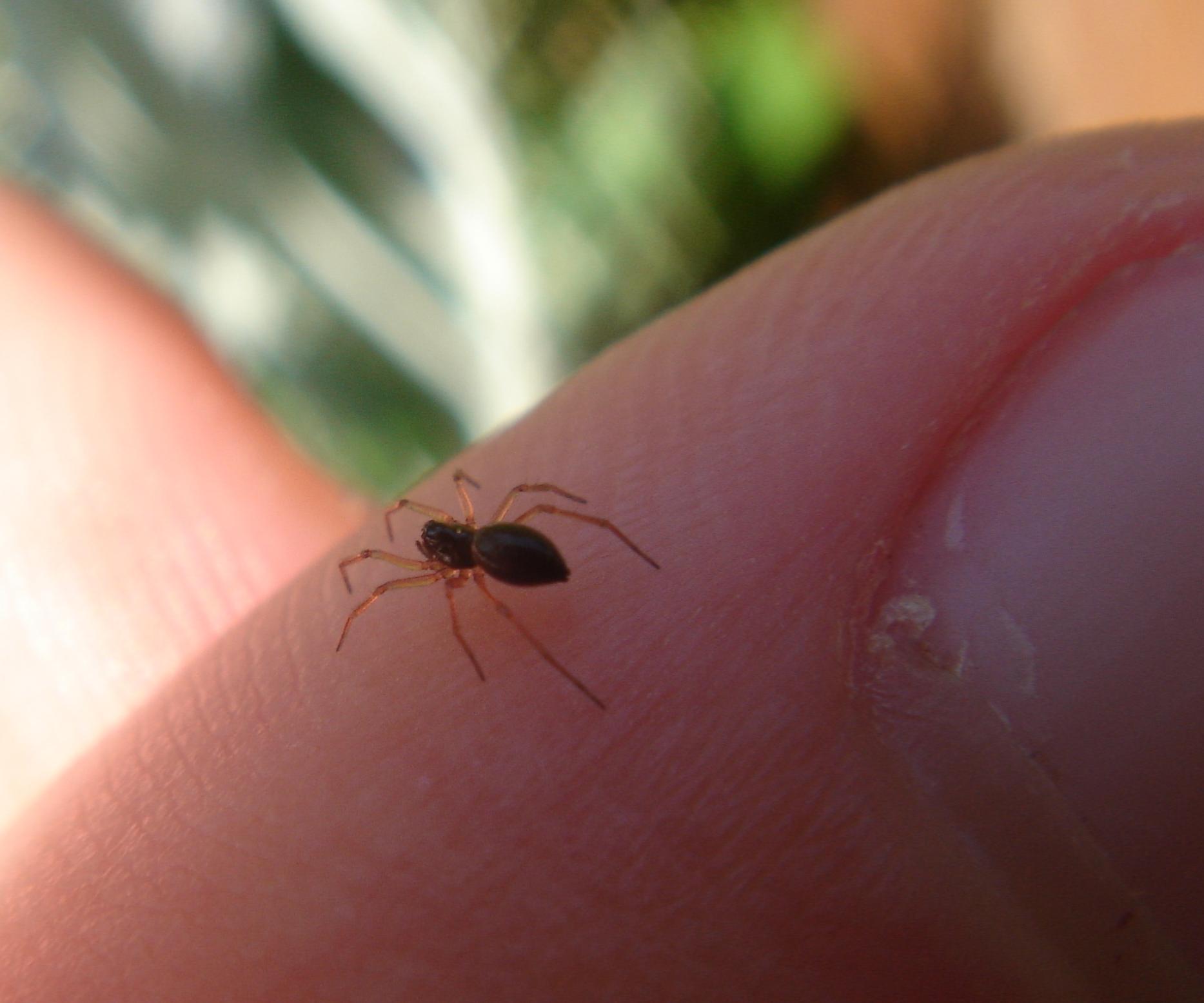 File:Tiny little spider.jpg - Wikimedia Commons