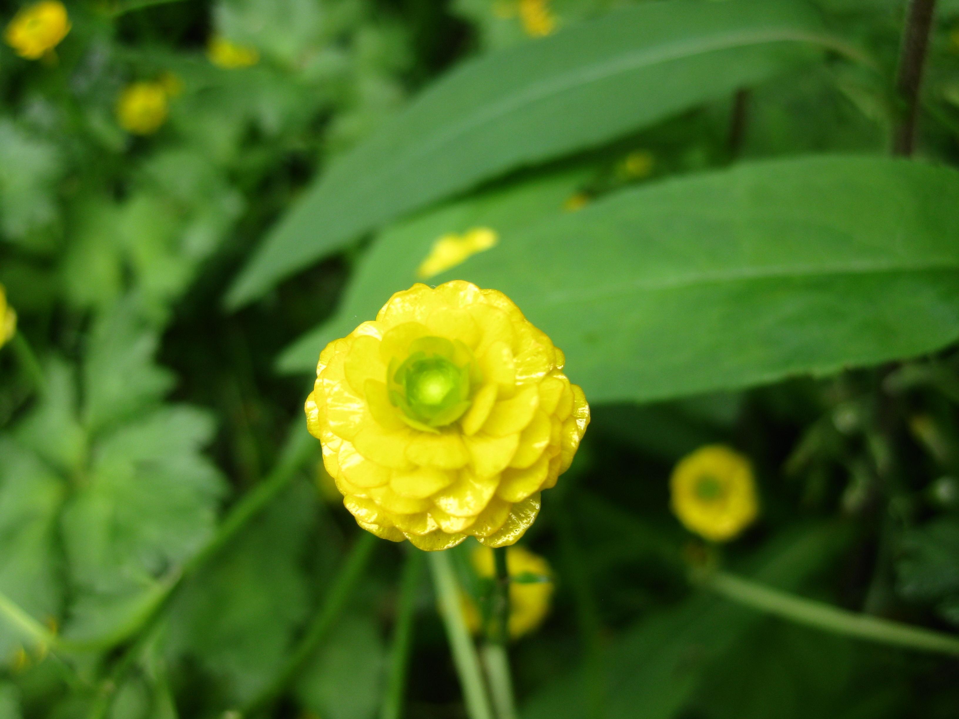 Tiny yellow flower photo