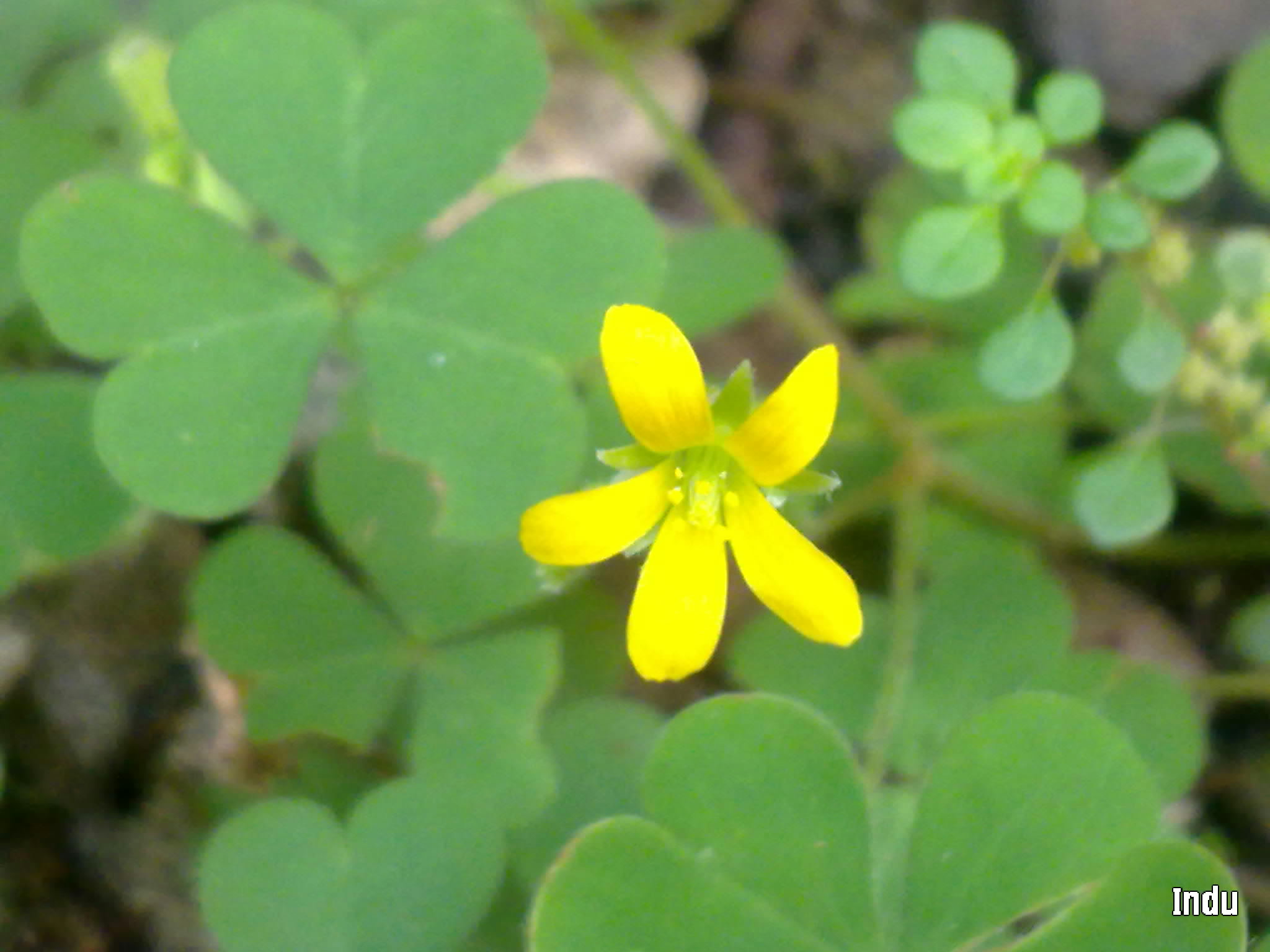 Tiny Yellow Flowers | Flower Blog by Indu Pillai