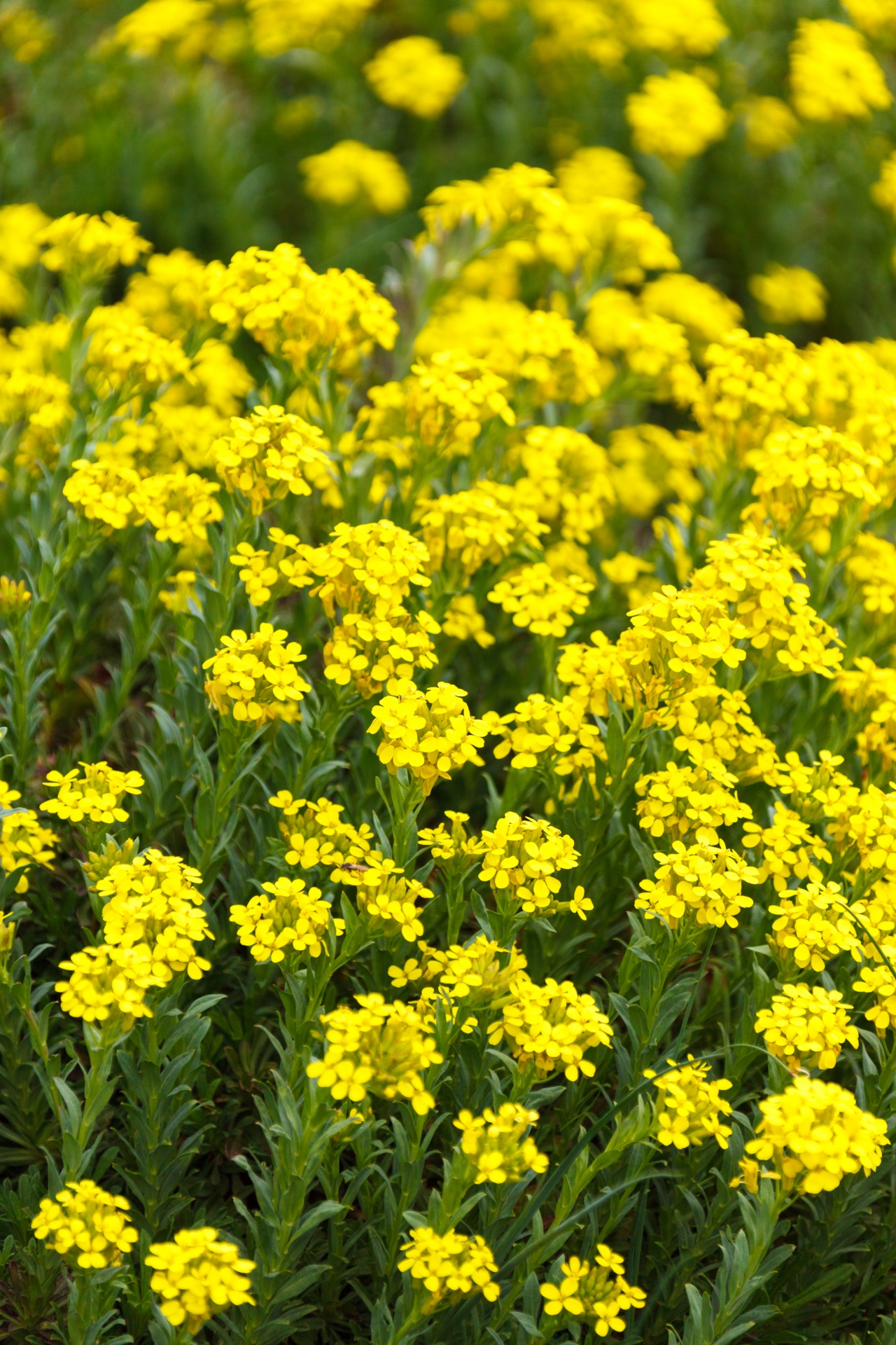 Tiny Yellow Flowers Free Stock Photo - Public Domain Pictures