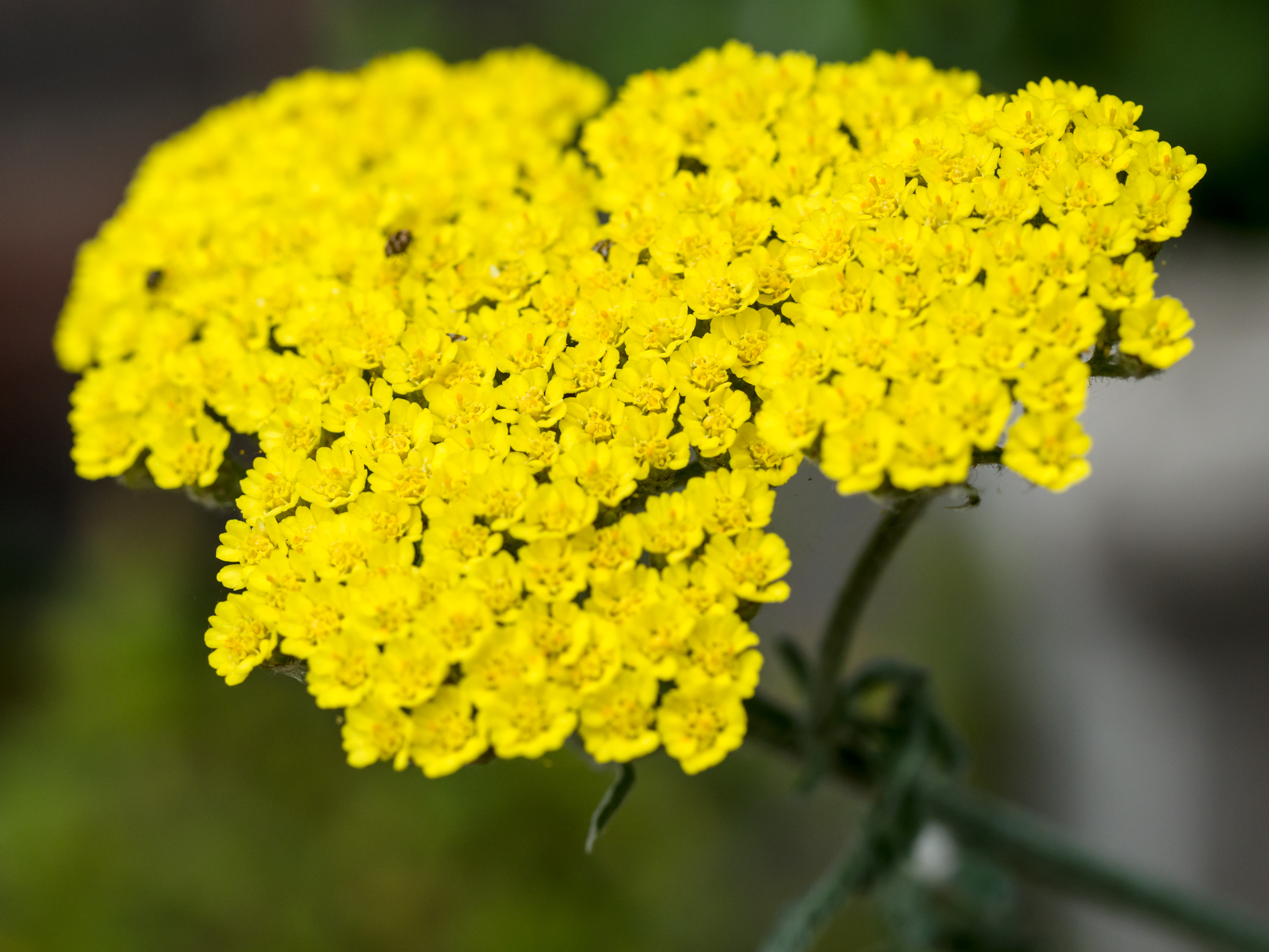 Download Free photo: Tiny Yellow Flower - Closeup, Flower, Plant - Free Download - Jooinn