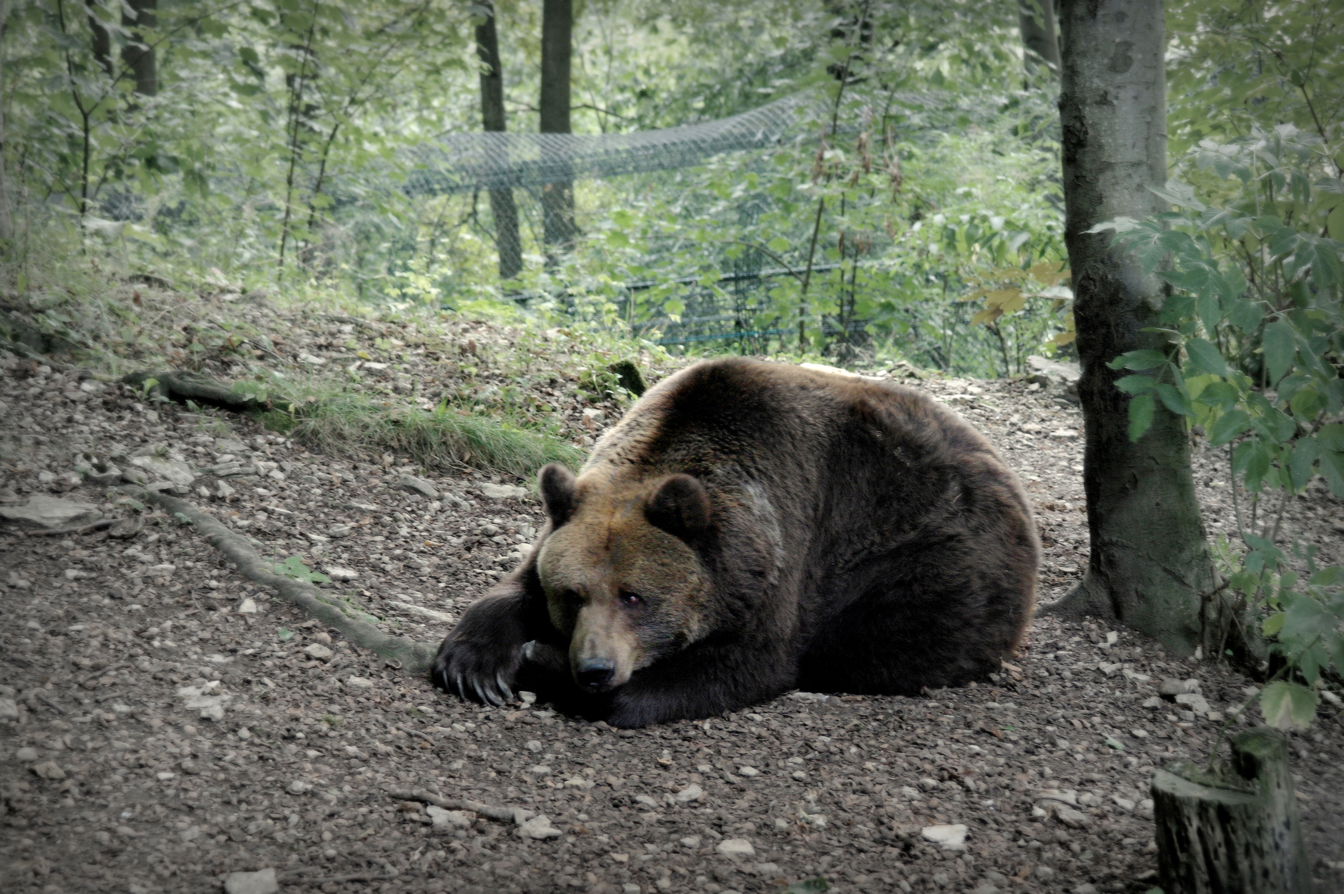 File:Tired Bear in Worbis.jpg - Wikimedia Commons