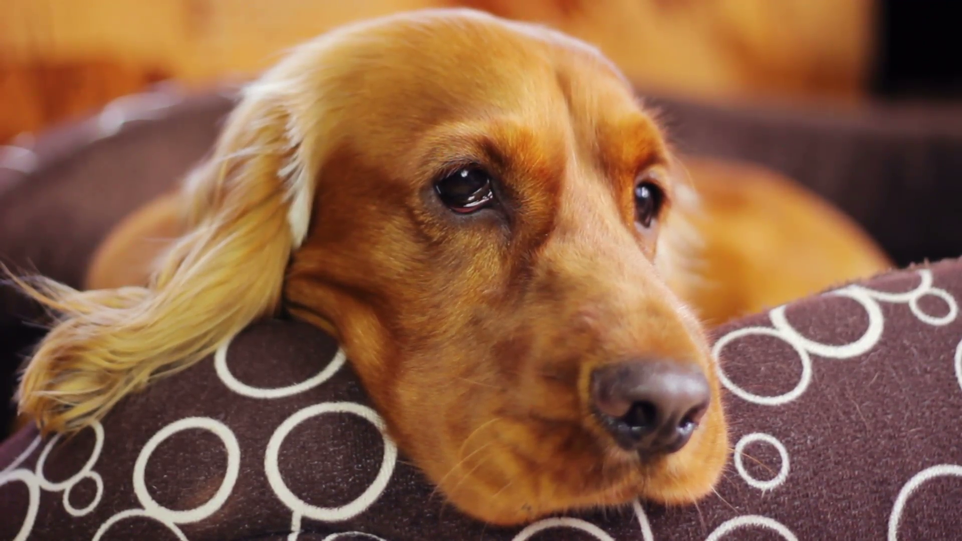 Cute tired dog lying in his bed at home, lovely Stock Video Footage ...