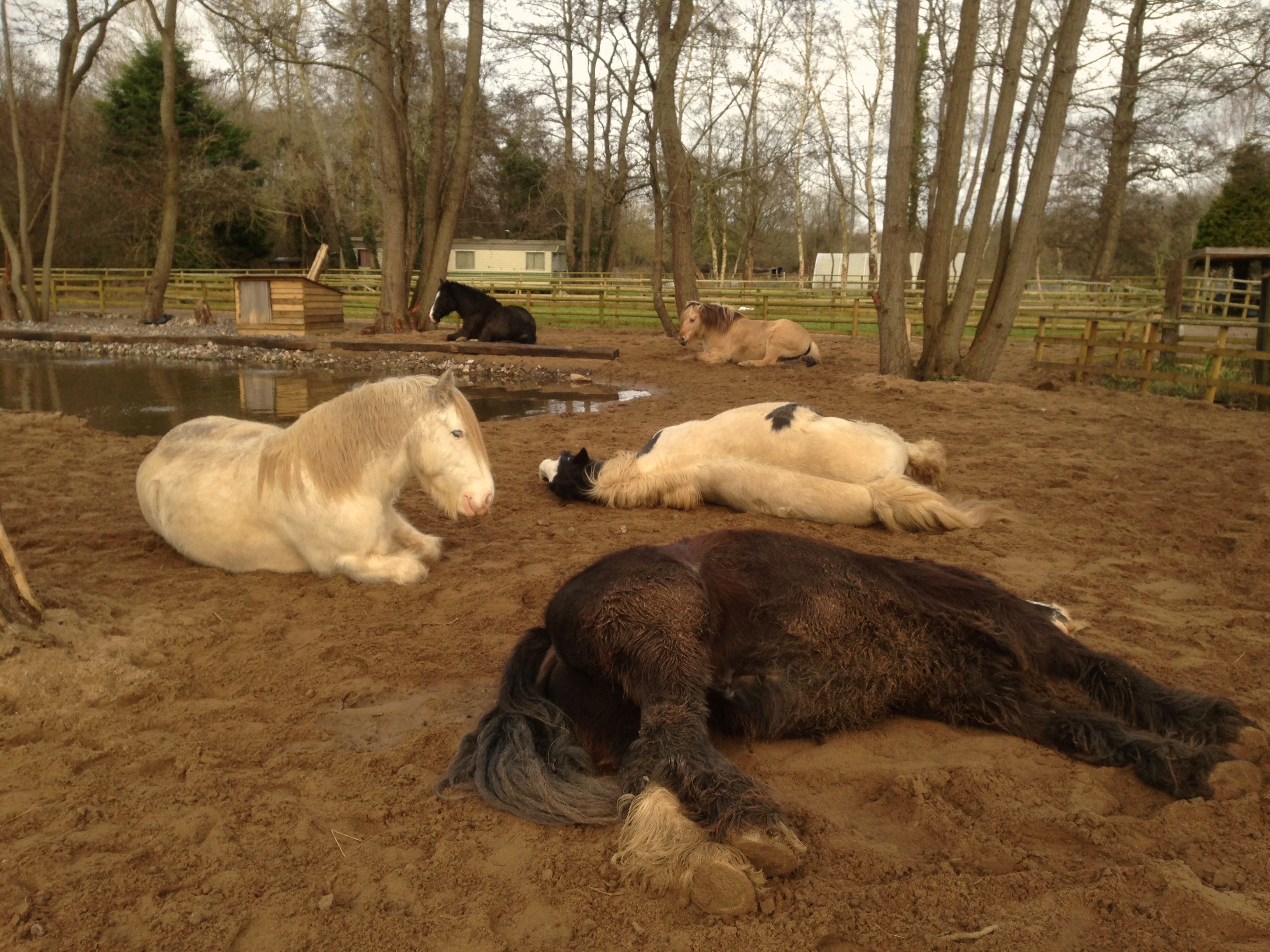 LAZY SUNDAY AT HORSE HAVEN -
