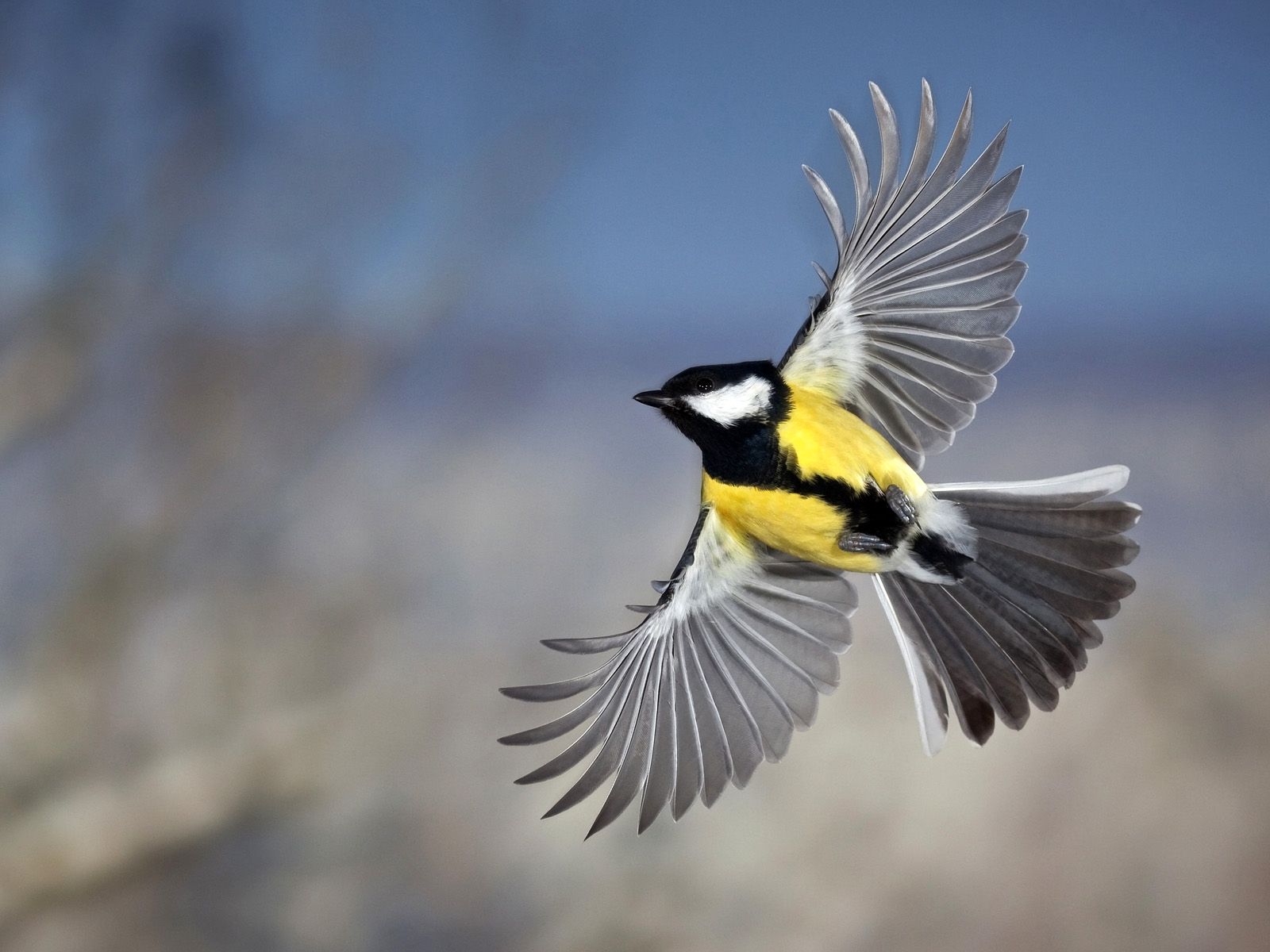Great tit (Parus Major) in flight. For more facts about this amazing ...