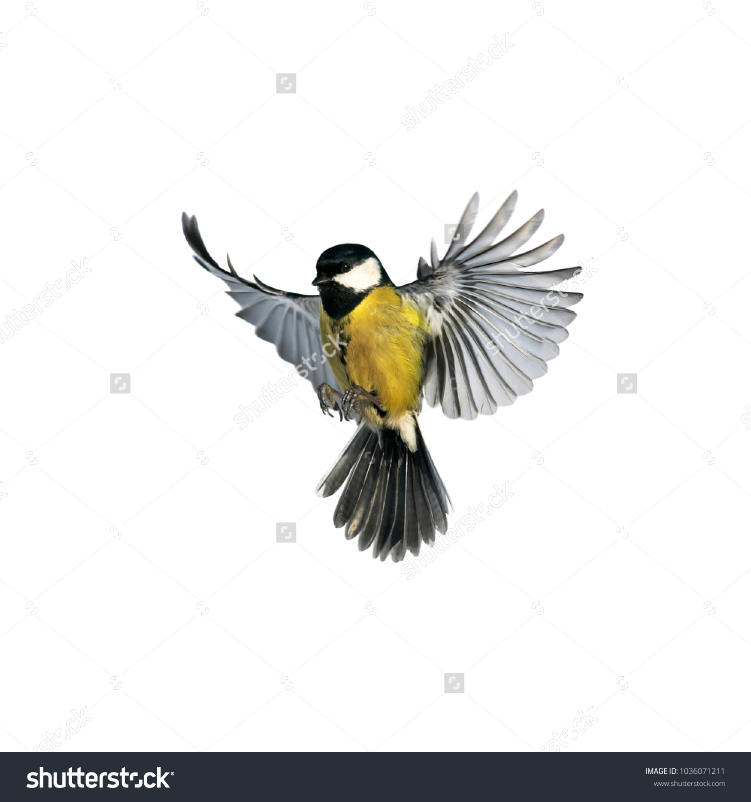 Portrait Little Bird Tit Flying Wide Stock Photo (Safe to Use ...