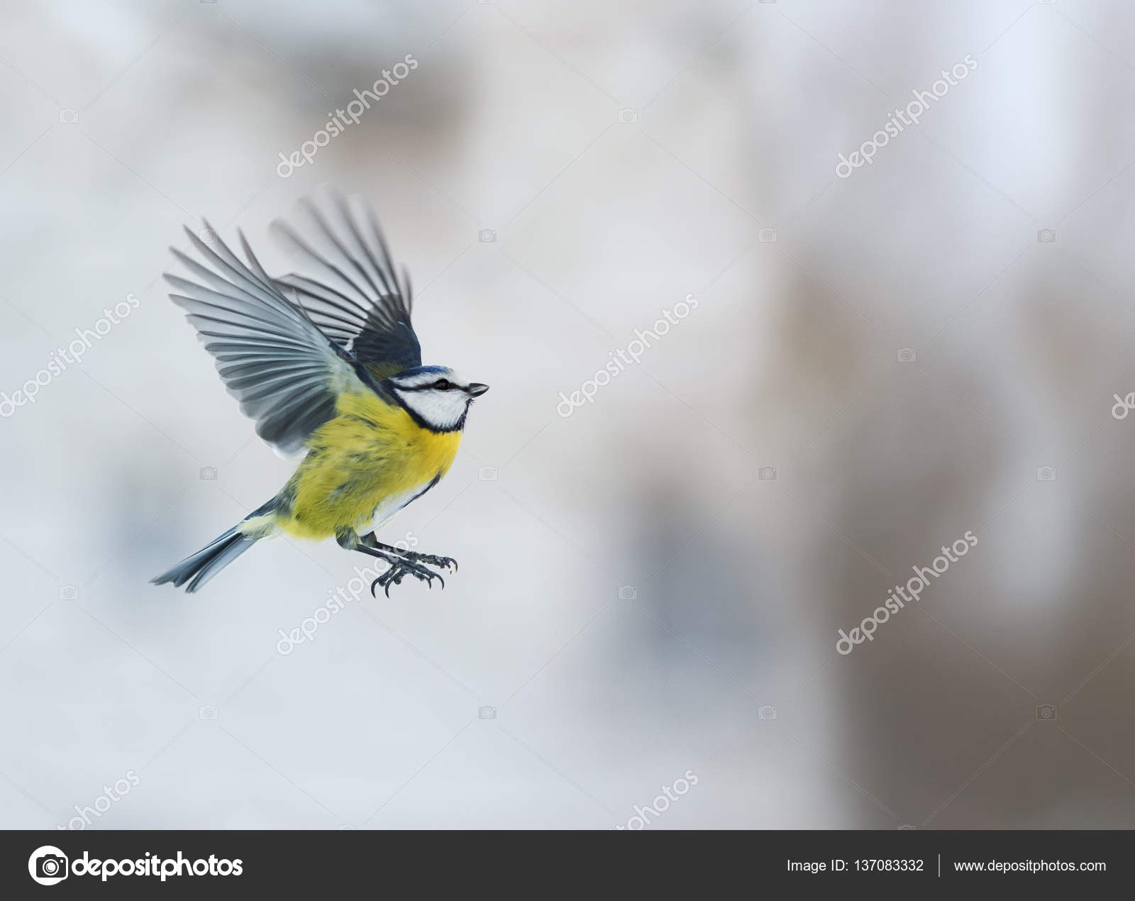 little bird blue tit flying up with its wings outstretched — Stock ...