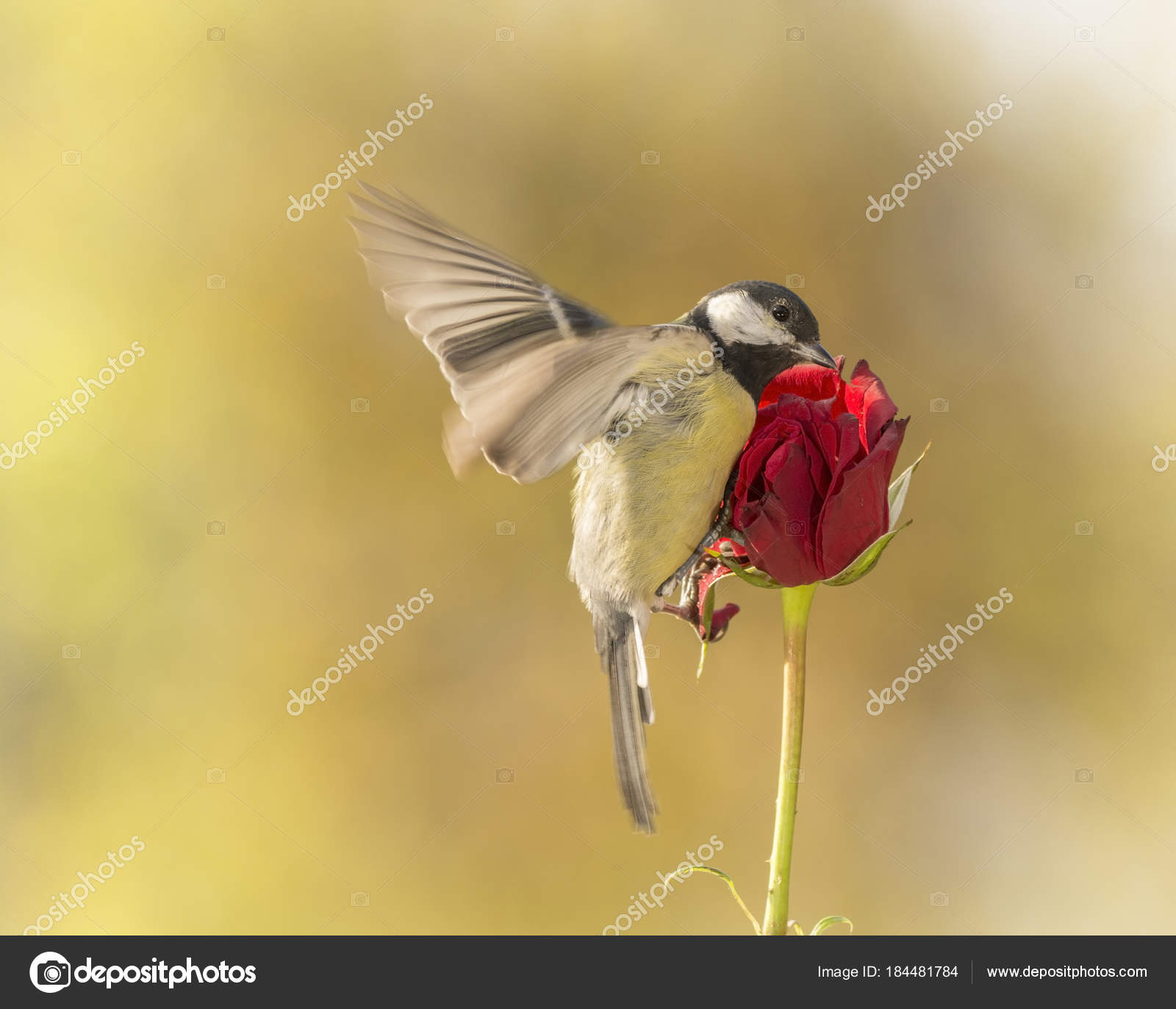great tit flying towards a red rose — Stock Photo © geertweggen ...