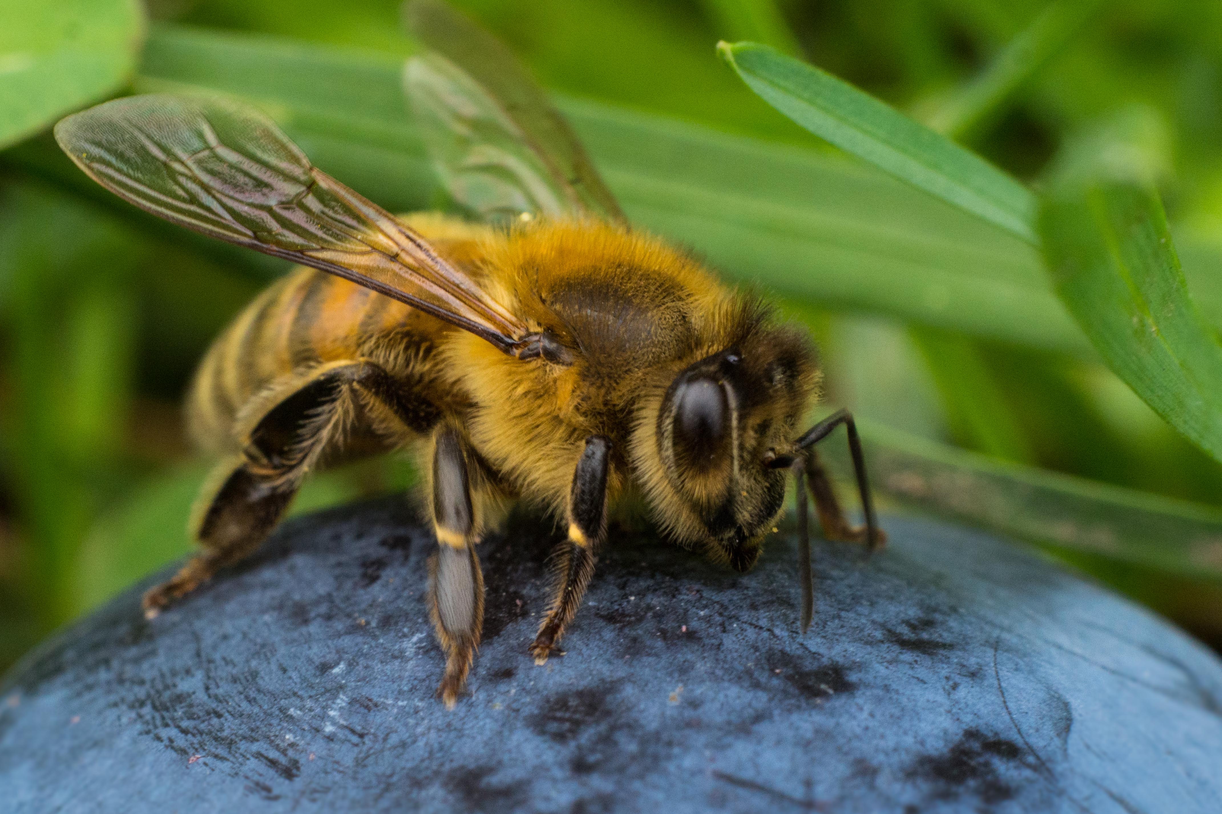 To bee honeyst..., 1.8, 50mm, Animal, Bee, HQ Photo