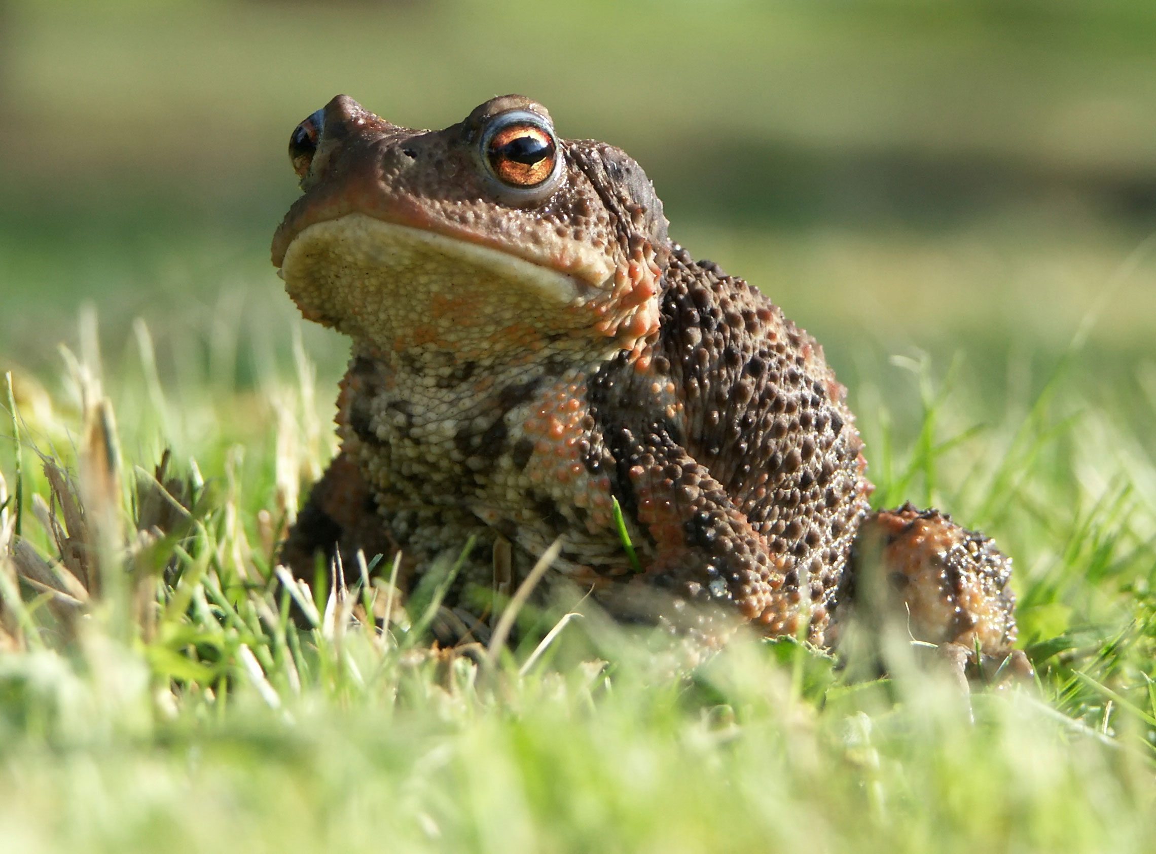 DIY Toad Houses: What To Use As A Toad House