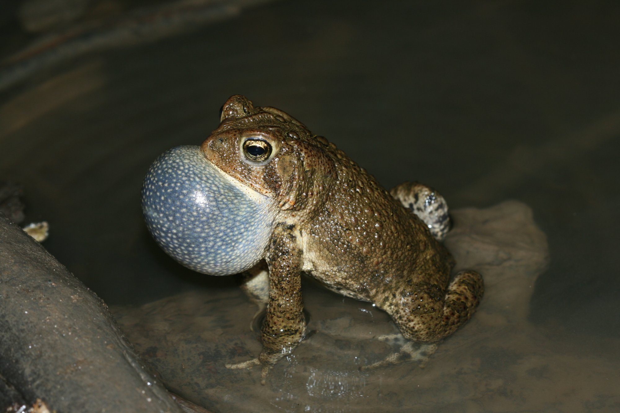 Frogs and Toads of Iowa