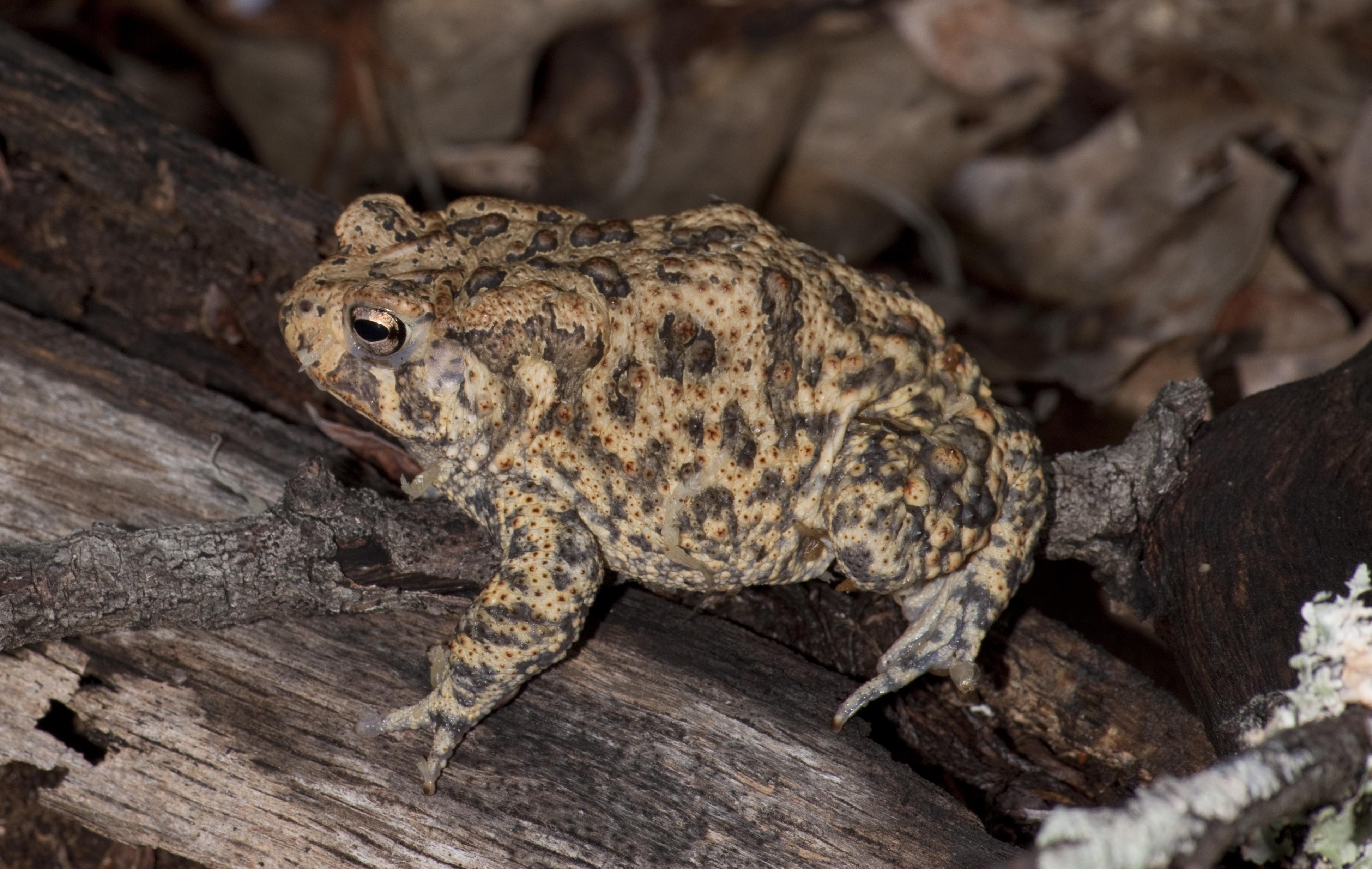Texas Wildfires Devastate Last Habitat for Endangered Houston Toad ...
