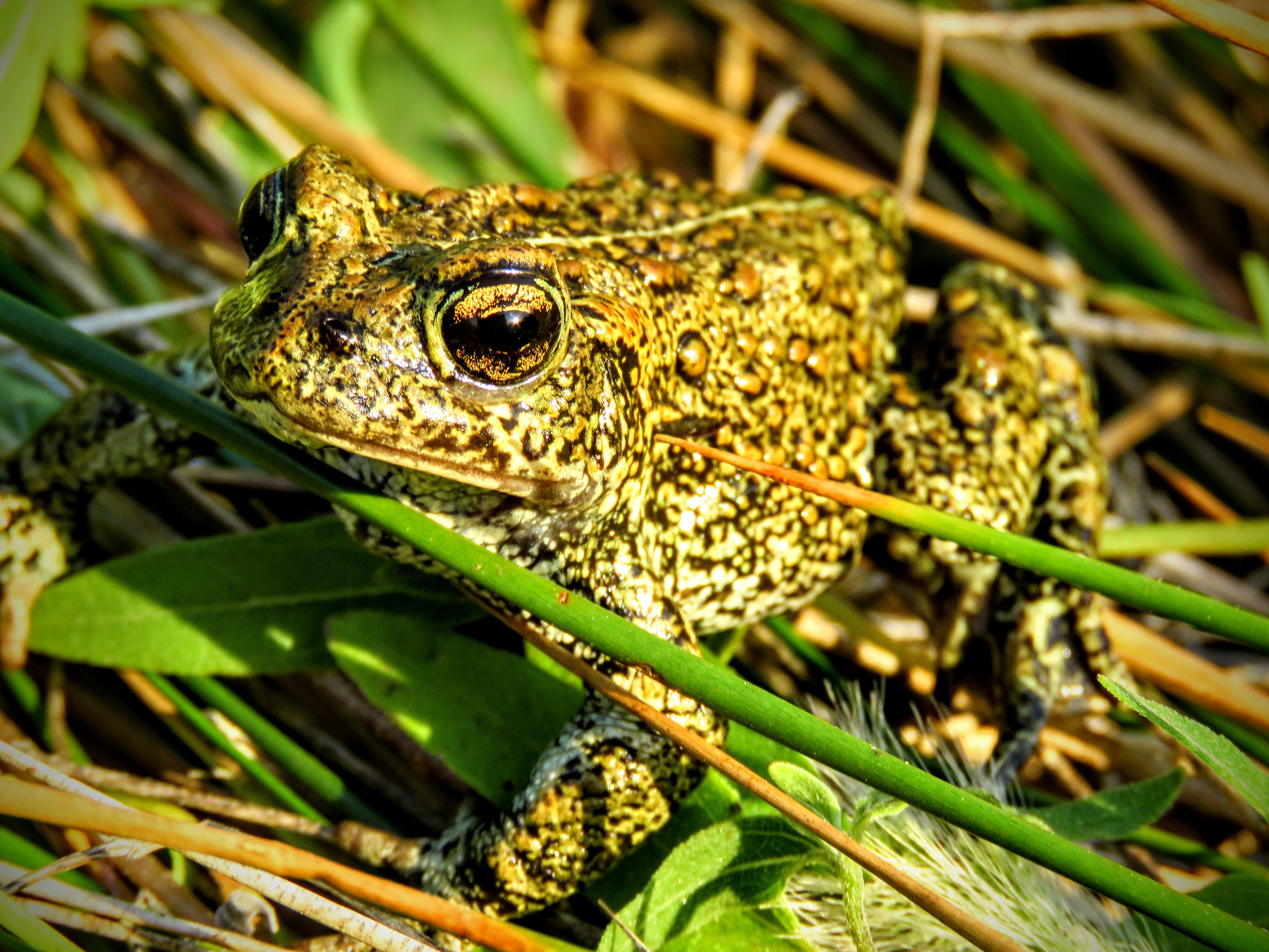 3 new toad species found in Nevada — but one may already be in ...