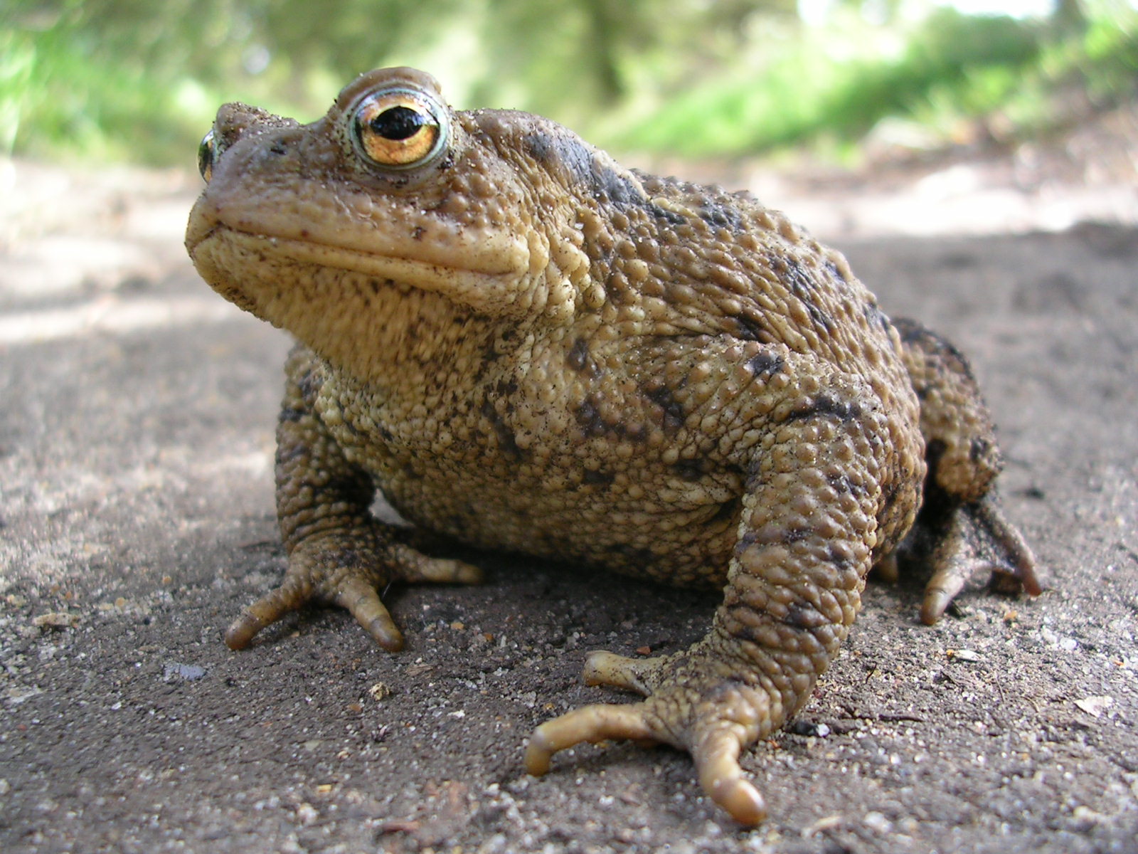 серая жаба фото