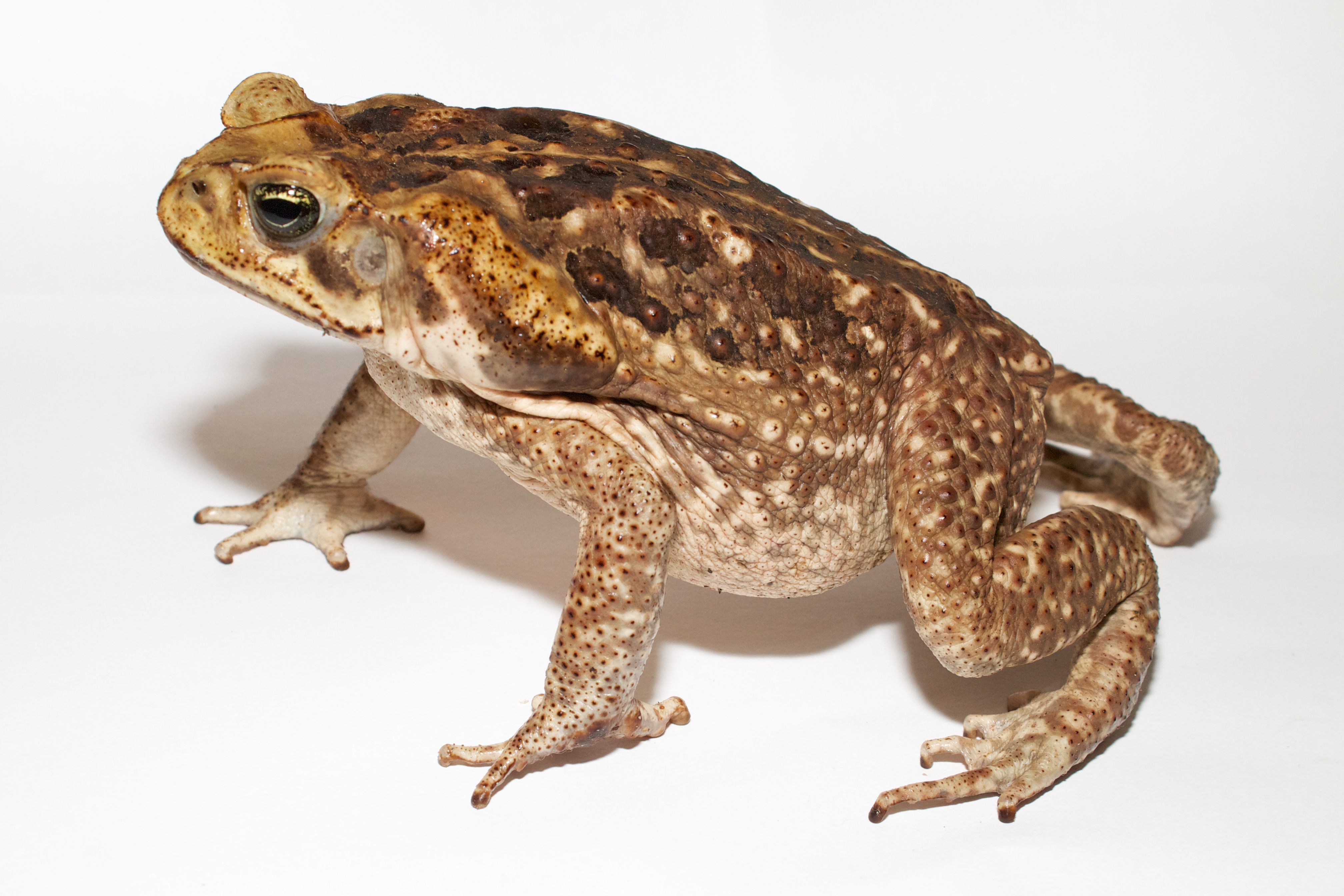 File:Adult Cane toad.jpg - Wikimedia Commons