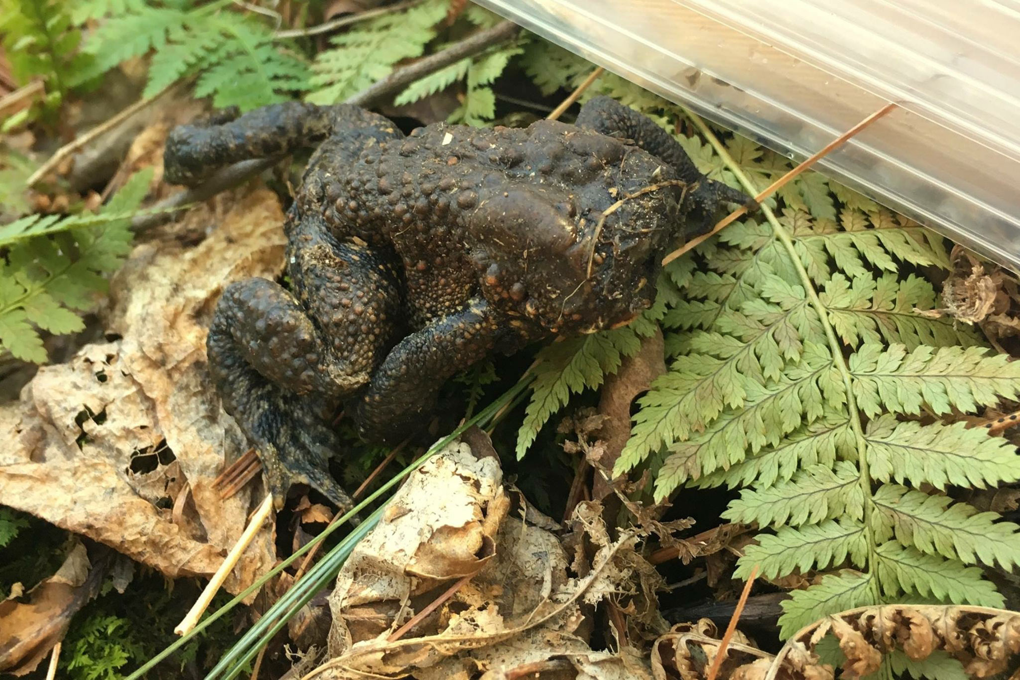Faceless Toad Discovered in Forest in Connecticut