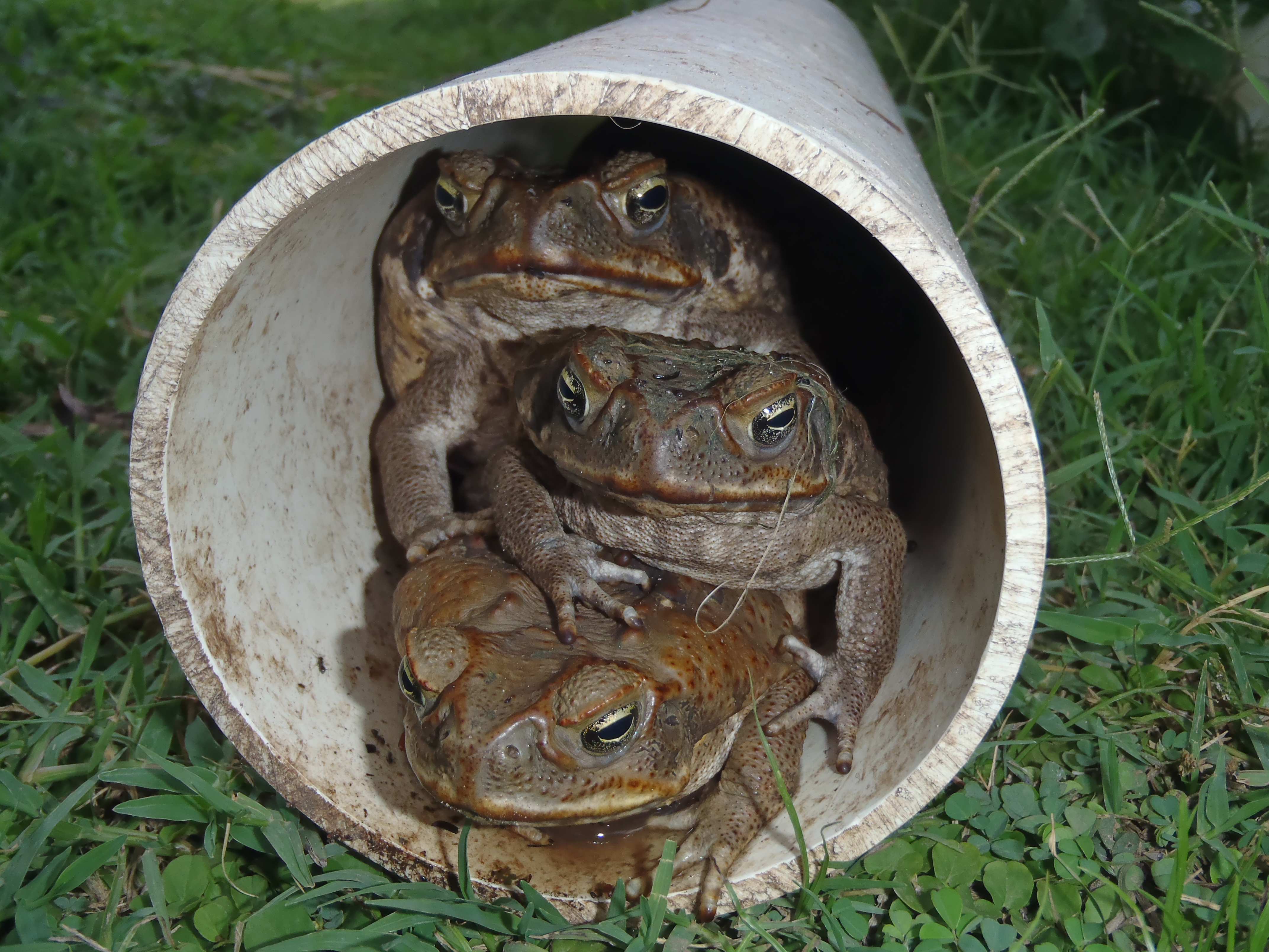 Discovery: Australia's invasive cane toads modify their bodies to ...
