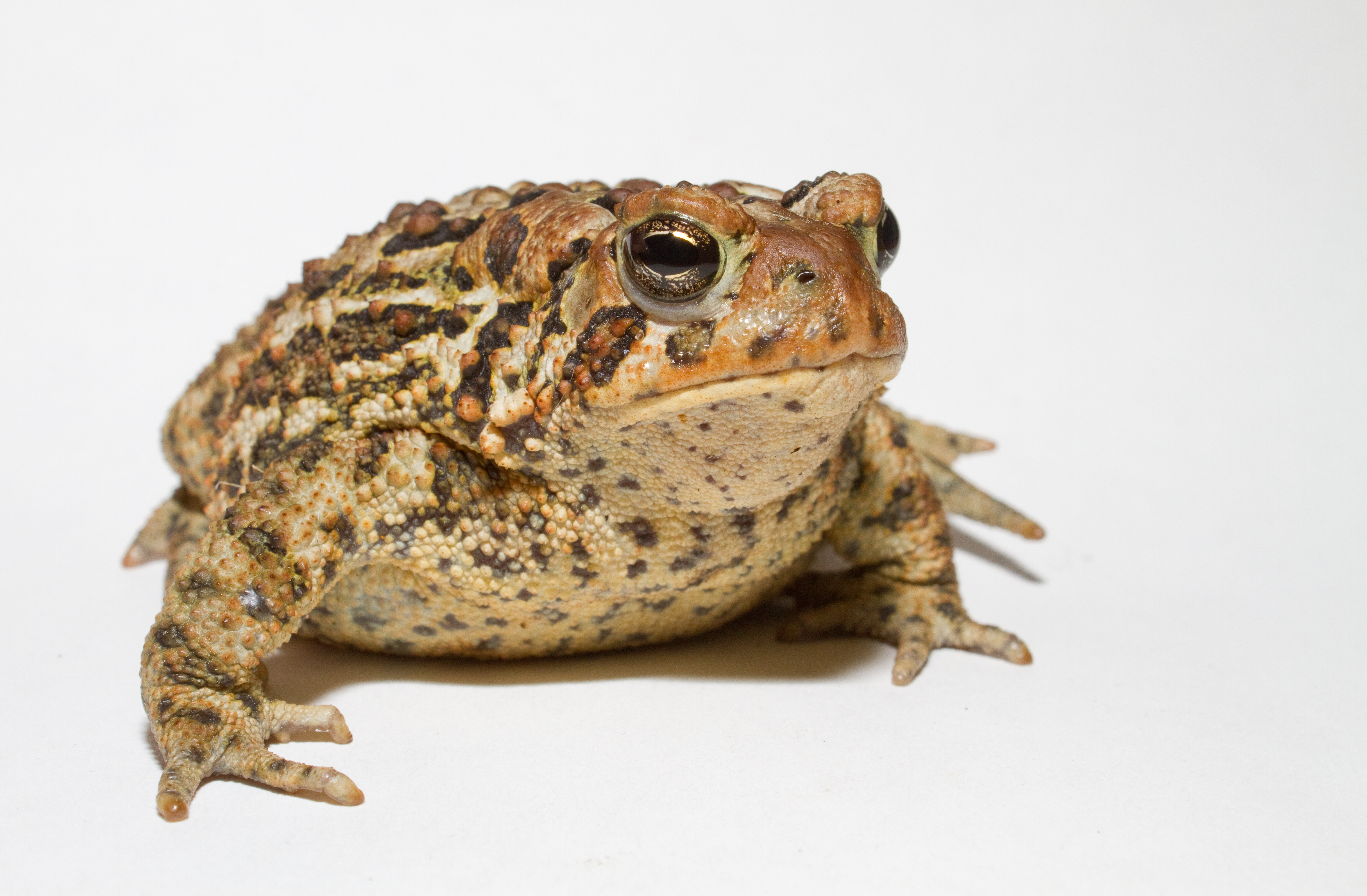 File:Anaxyrus americanus - American toad.jpg - Wikimedia Commons