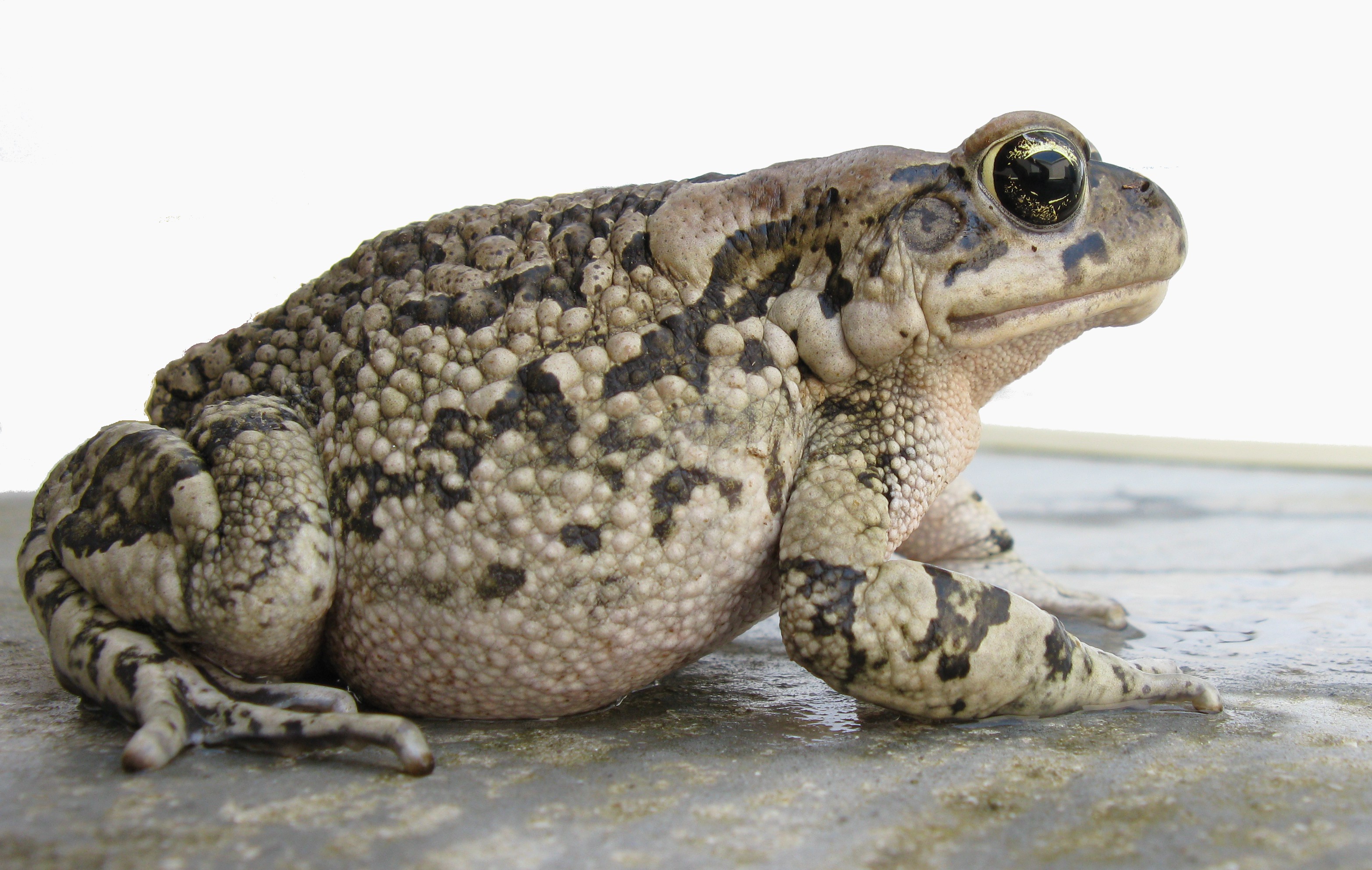 Toads - Facts about Toads | Passnownow.com