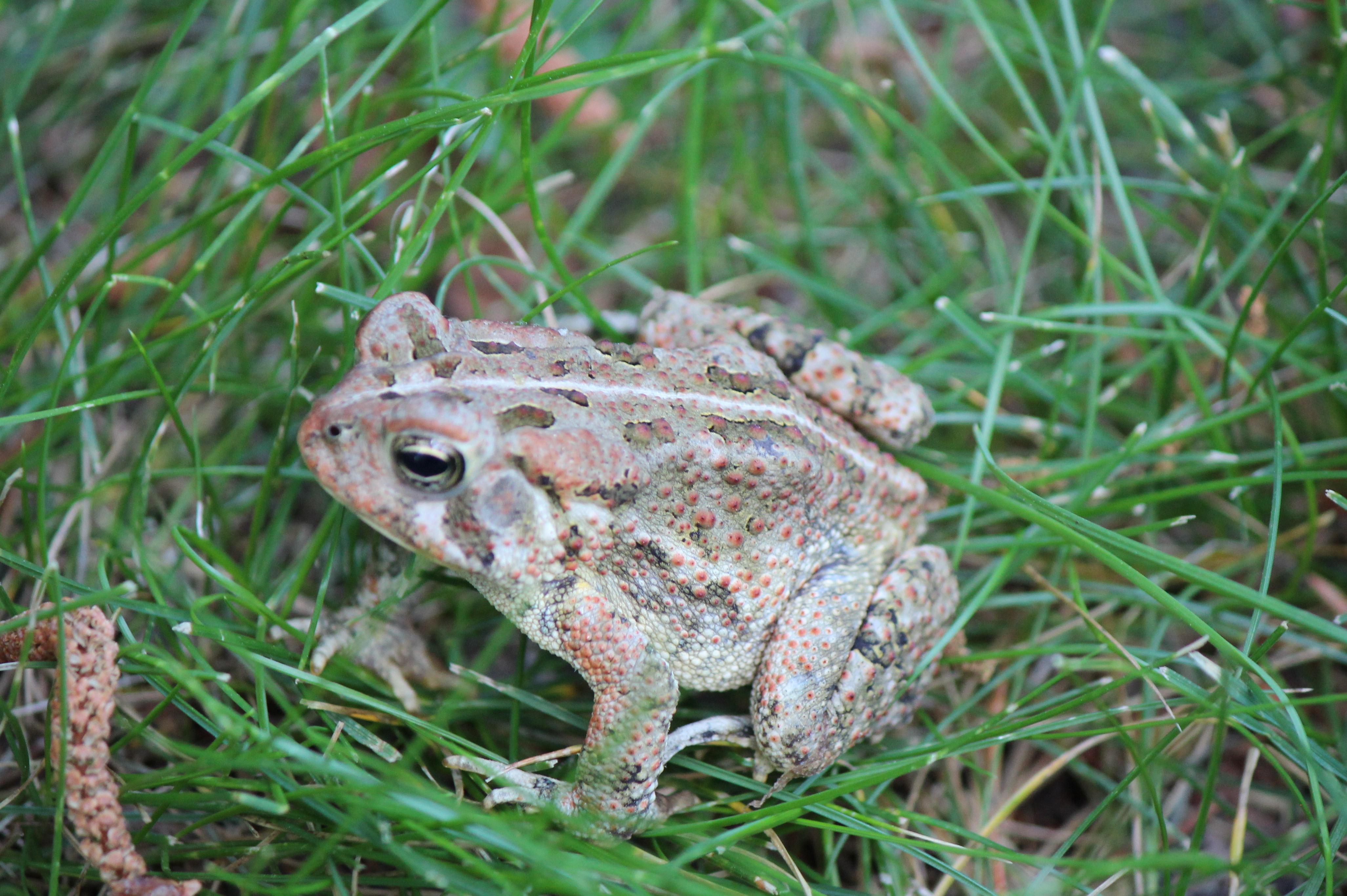 Fowler's Toad | Outdoor Alabama