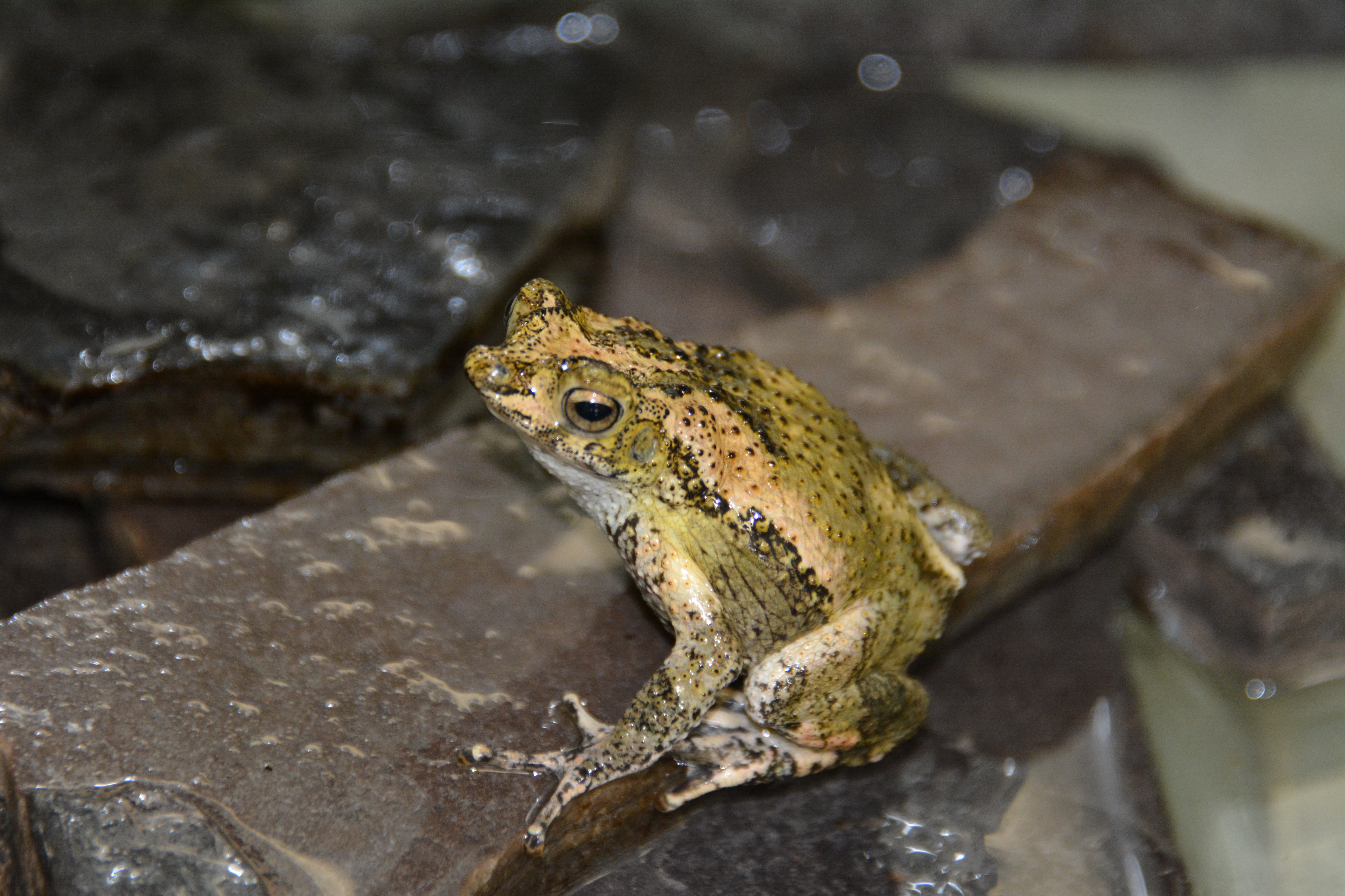 Amphibian Conservation: Breeding Puerto Rican Crested Toads ...