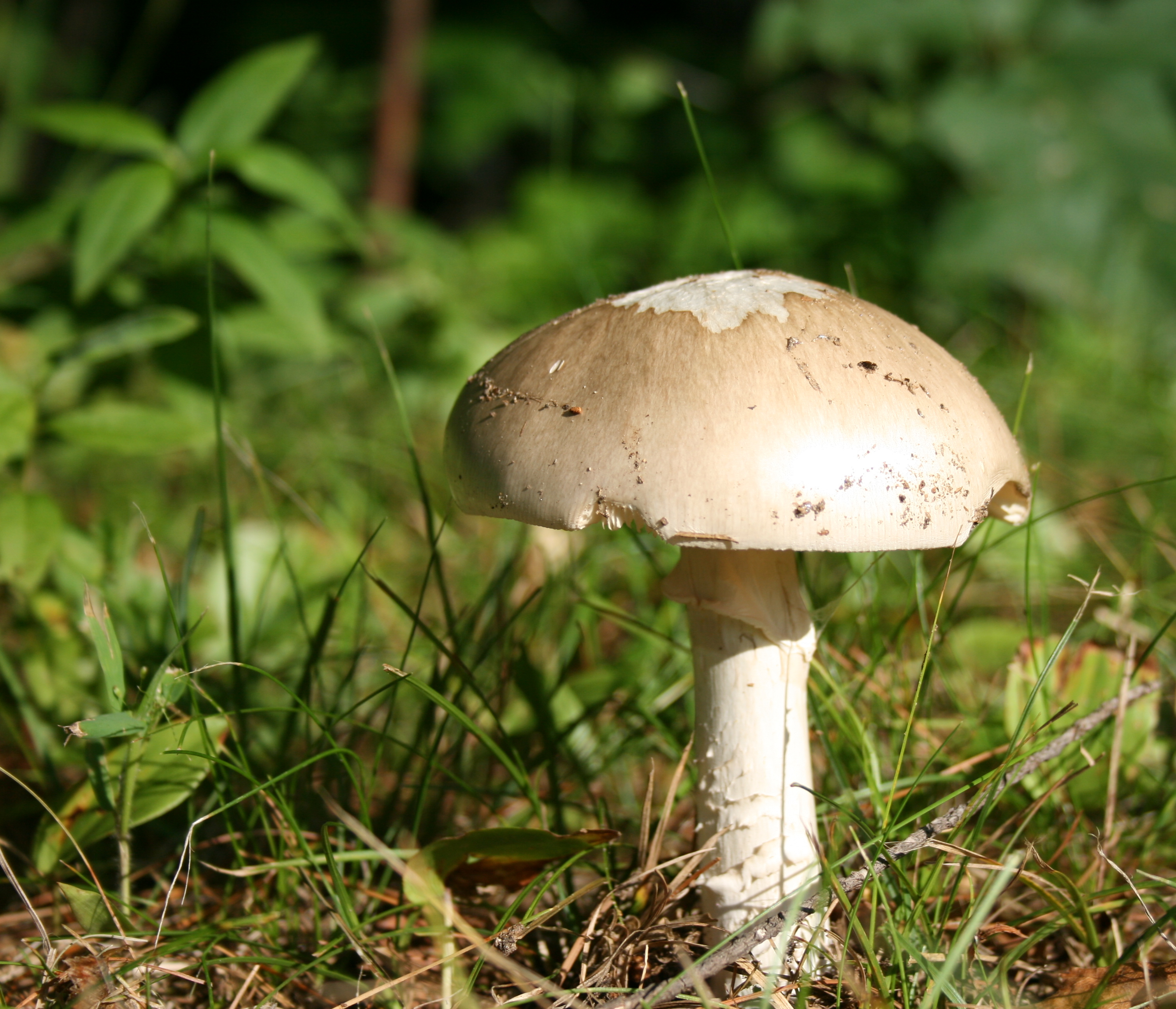 File:Toadstool in New Hampshire.JPG - Wikimedia Commons