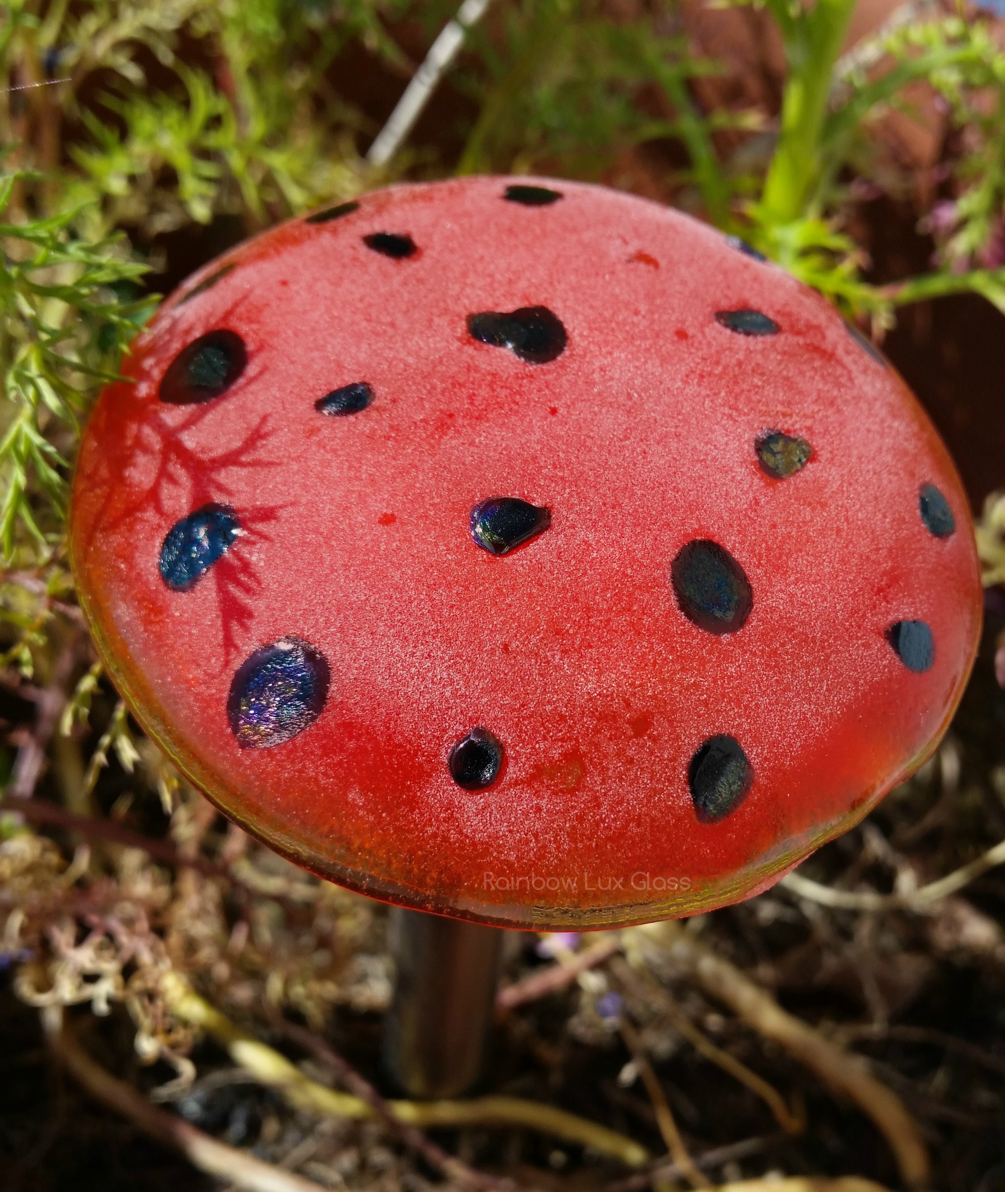 Red and Black Iridescent Spot Toadstool Mushrooms