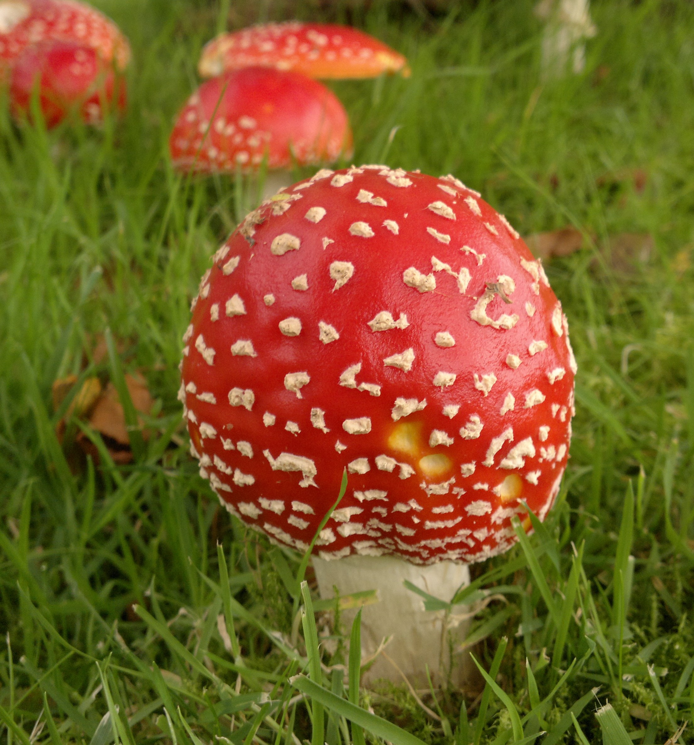Mushrooms and Toadstools: what's the difference? – Galloway Wild Foods
