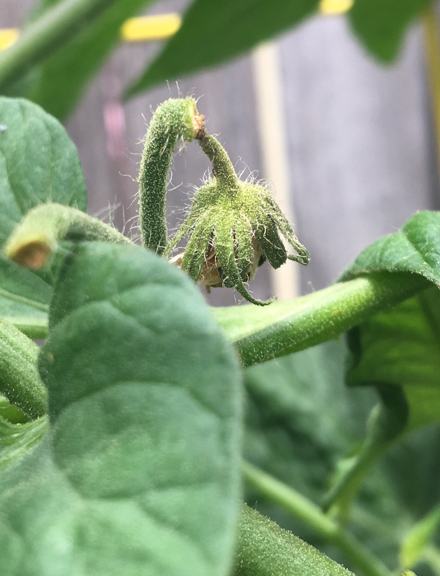 diagnosis - Why are the blossoms falling off my tomato plant ...