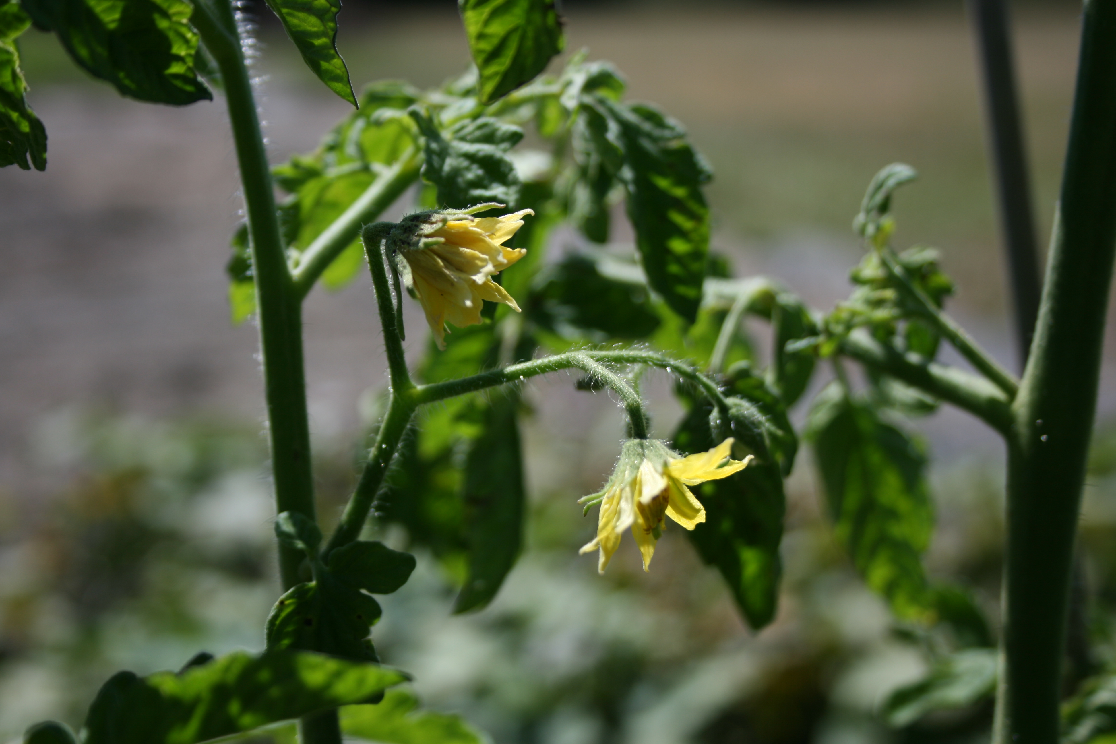tomato blossoms | Bloominthyme