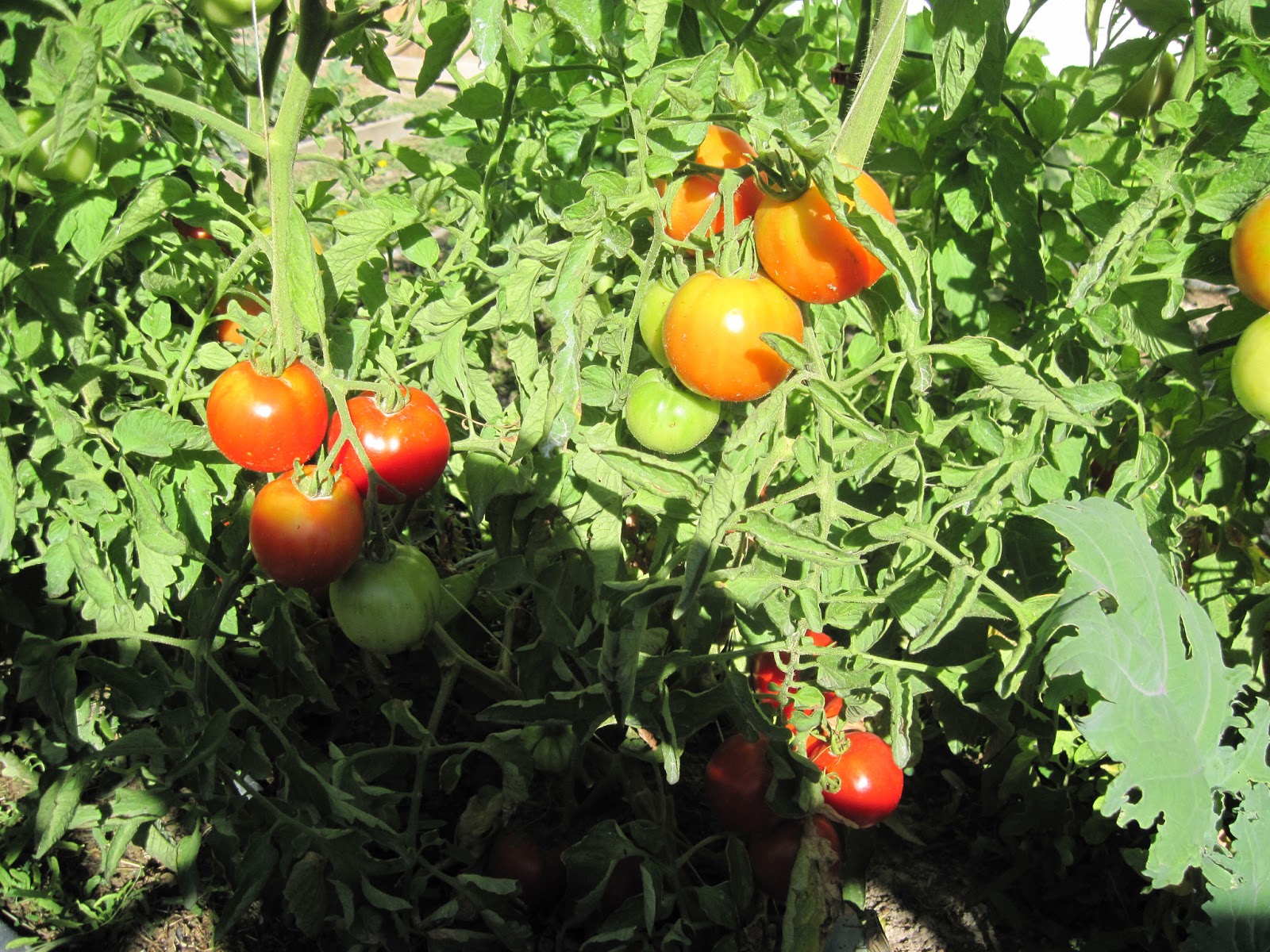 Simple. Healthy. Tasty: How to Grow Bunches of Tomatoes that Ripen ...