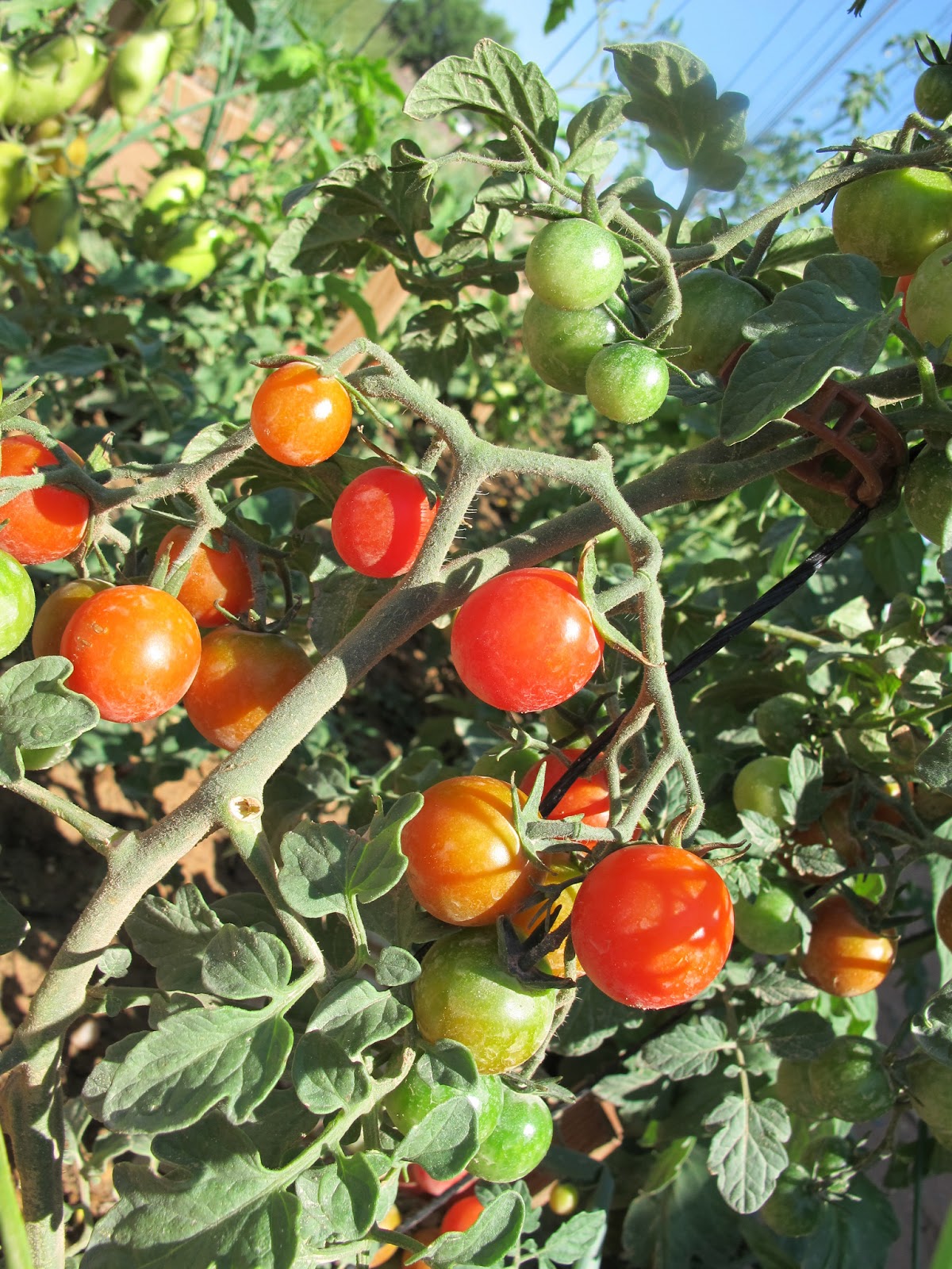 Simple. Healthy. Tasty: How to Grow Bunches of Tomatoes that Ripen ...