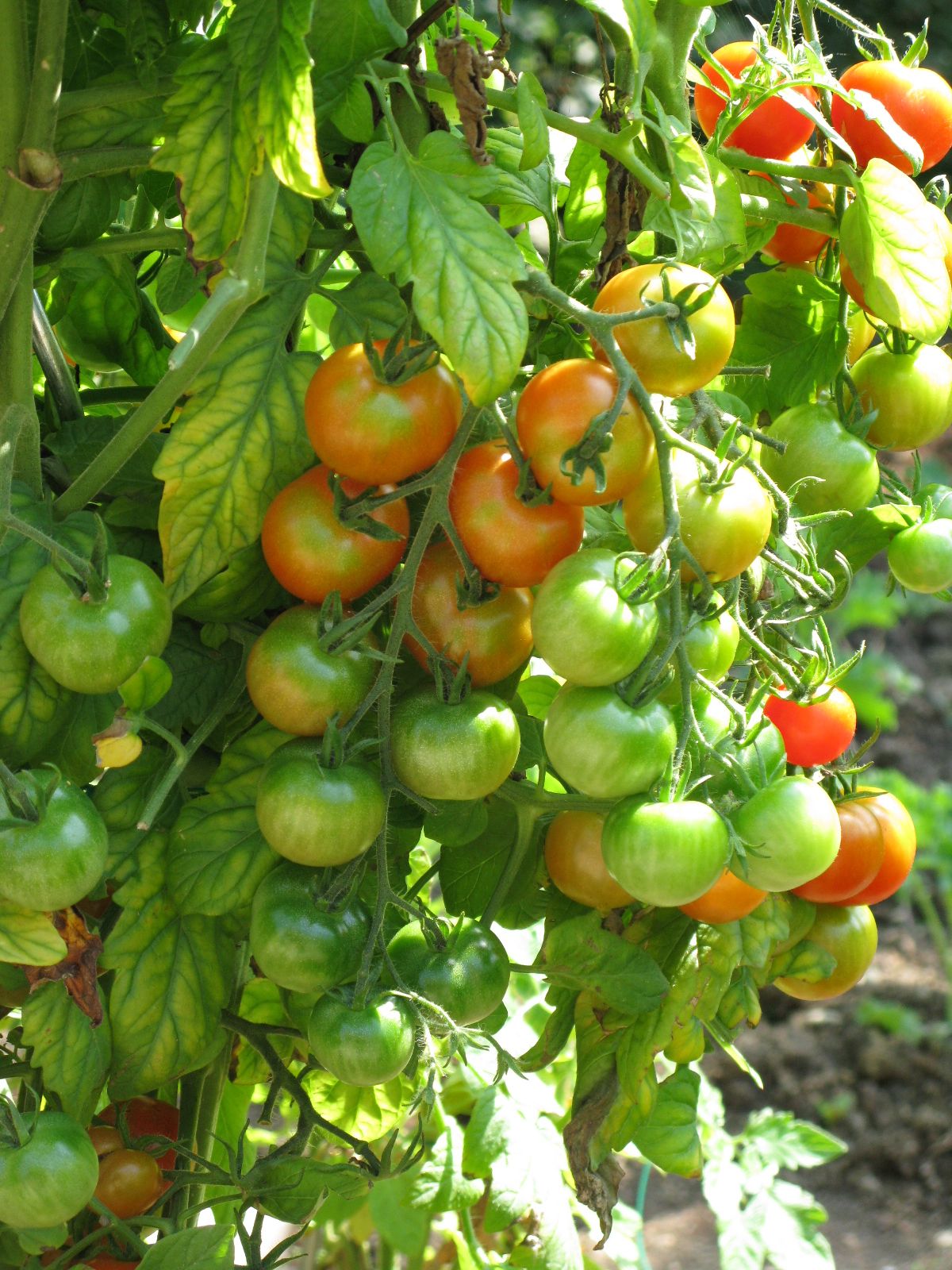 Bunches of Cherry Tomatoes from one plant | Vegetable Plants ...