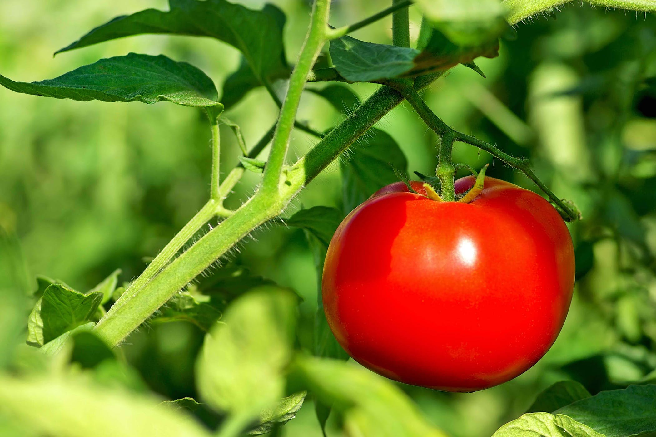 Tomato Plant Poisoning in Cats - Symptoms, Causes, Diagnosis ...