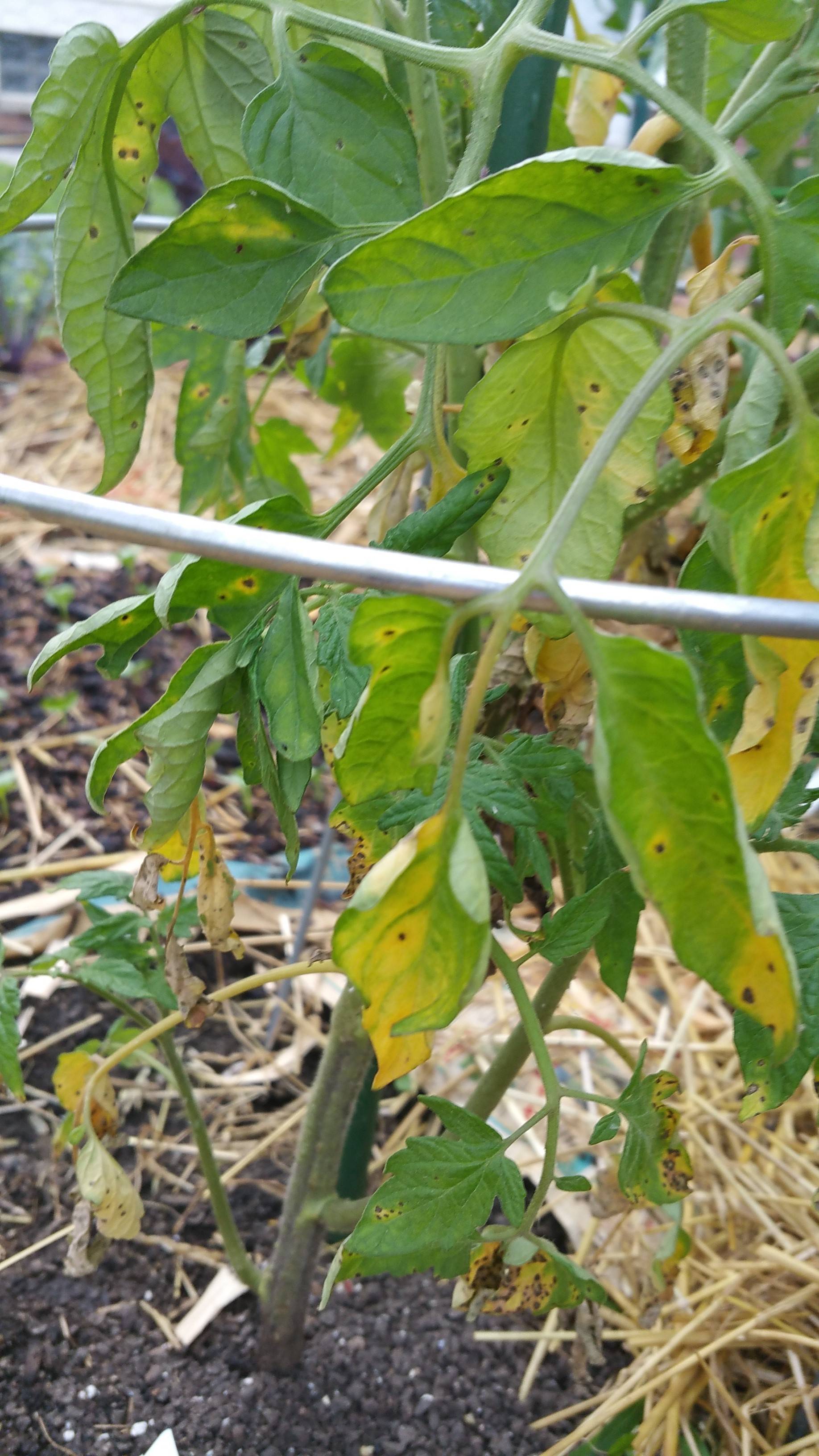 diagnosis - What's wrong with my tomato plant? - Gardening ...