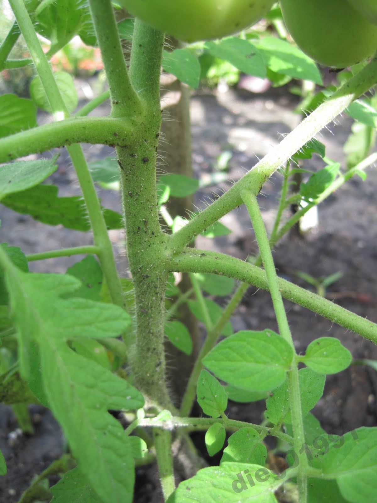 Trim your tomato plants for maximum tomato production - Get Busy ...